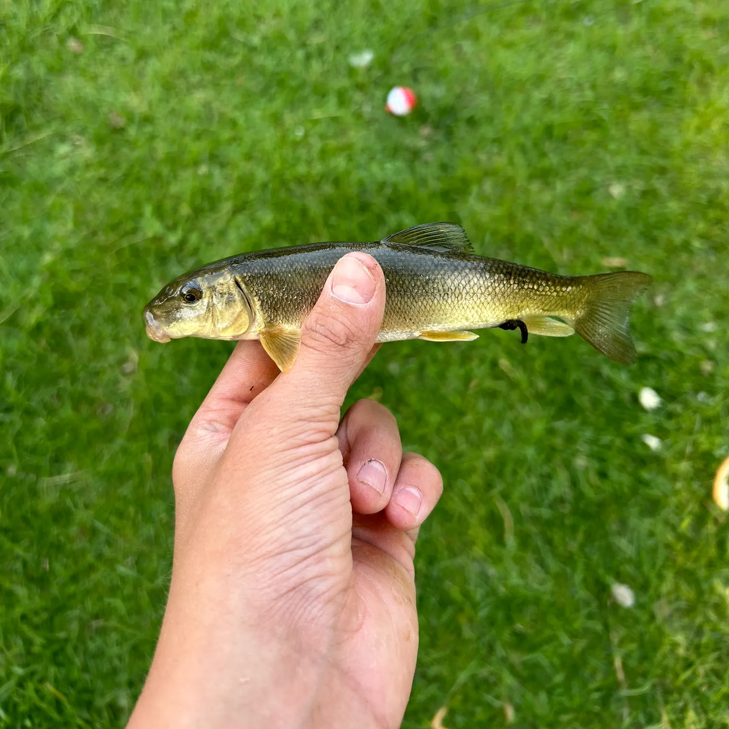The most recent White sucker catches on Fishbrain