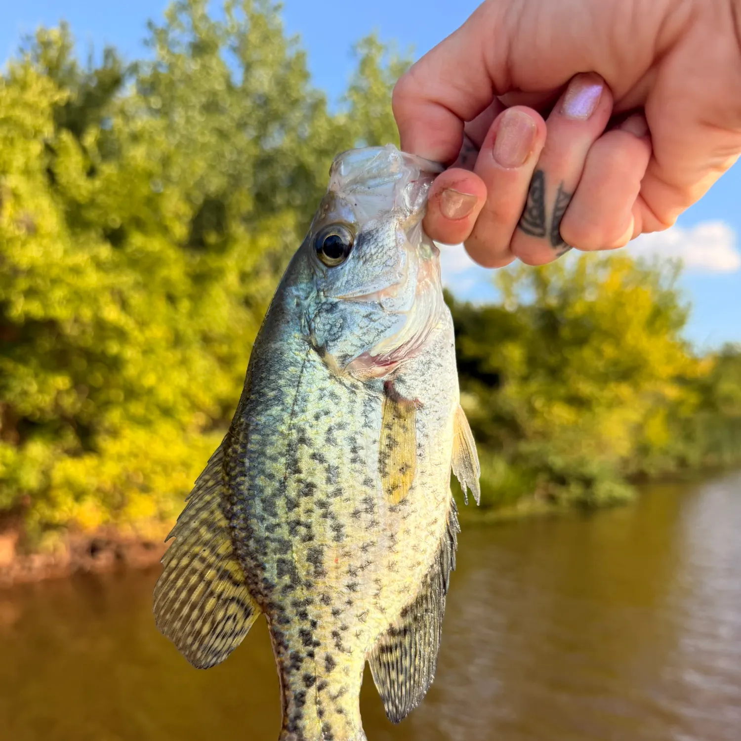Black crappie caught on Fishbrain