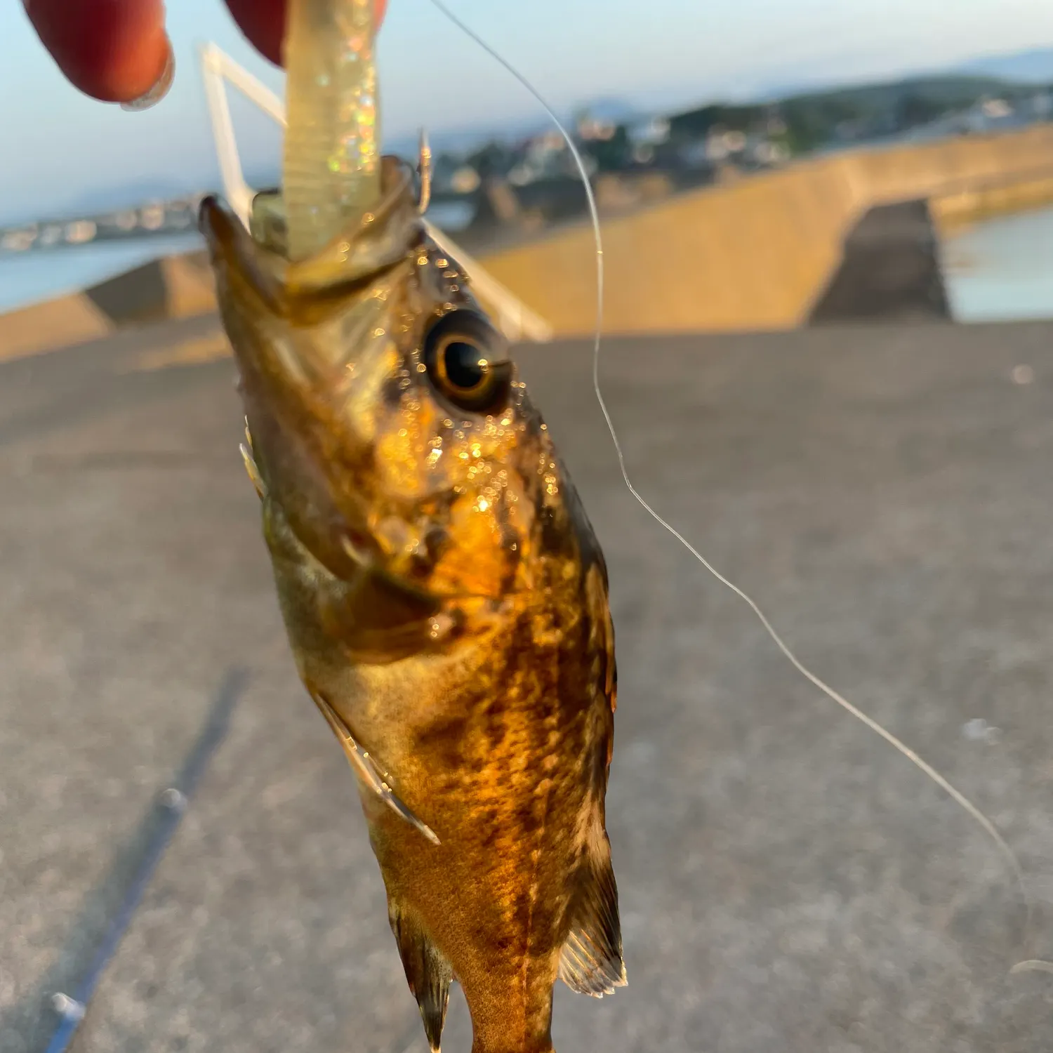The most recent Hexagrammos otakii catches on Fishbrain
