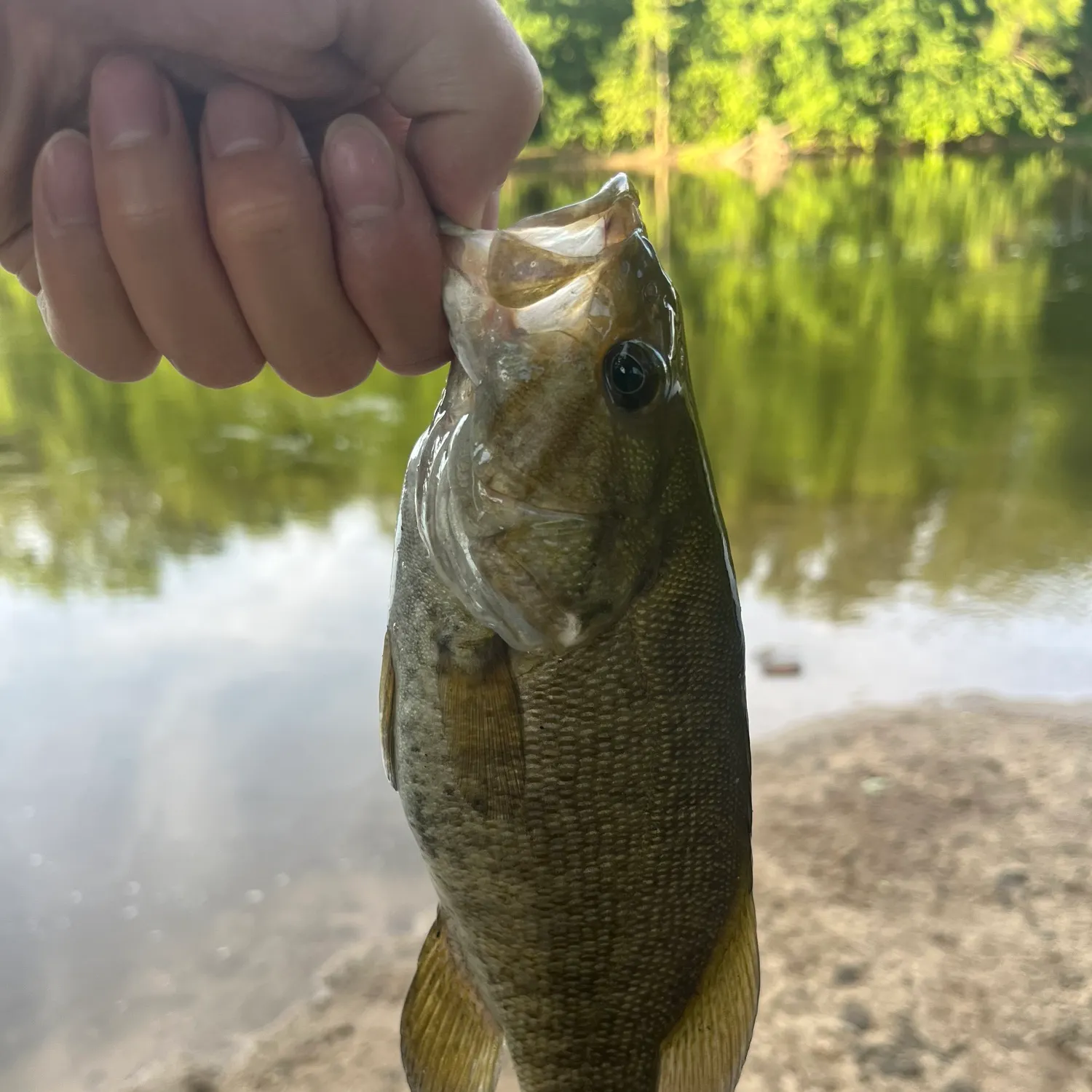 Smallmouth bass caught on Fishbrain