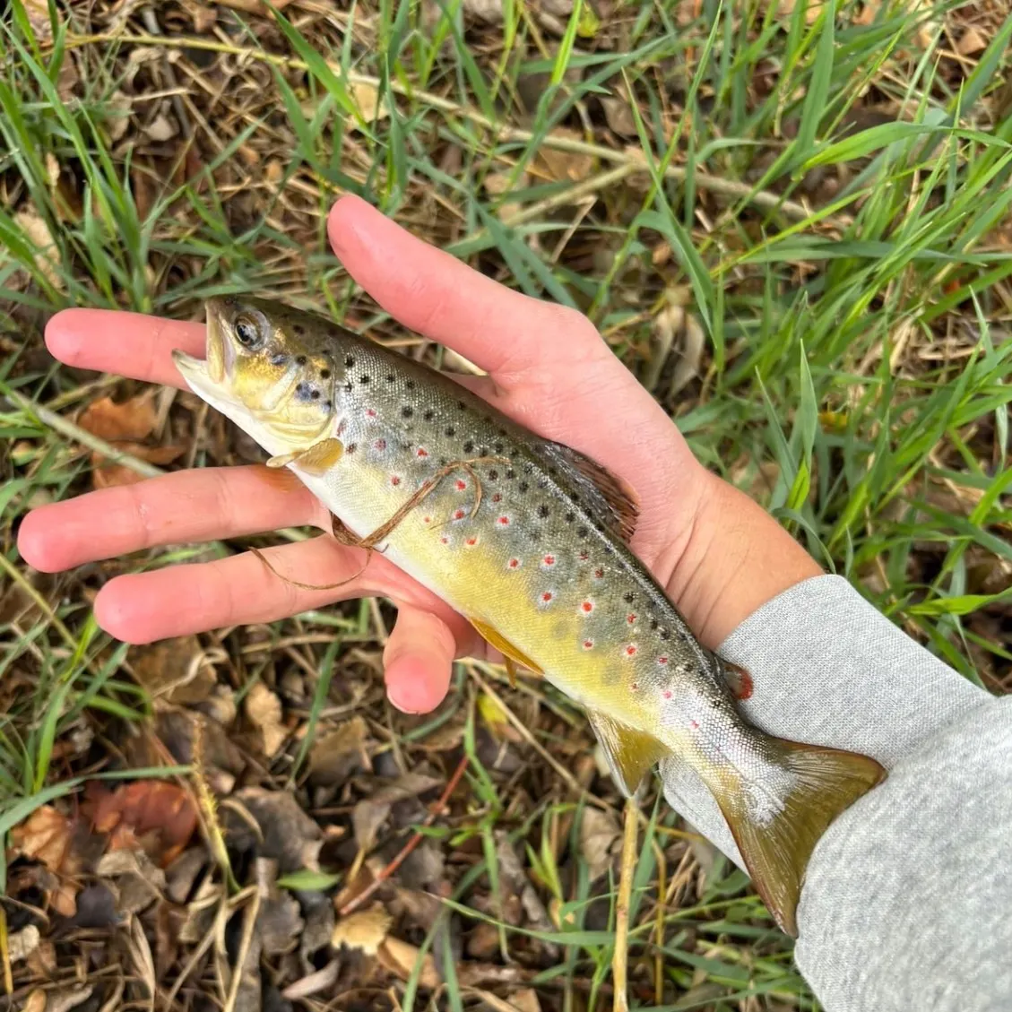 The most recent Lake trout catches on Fishbrain
