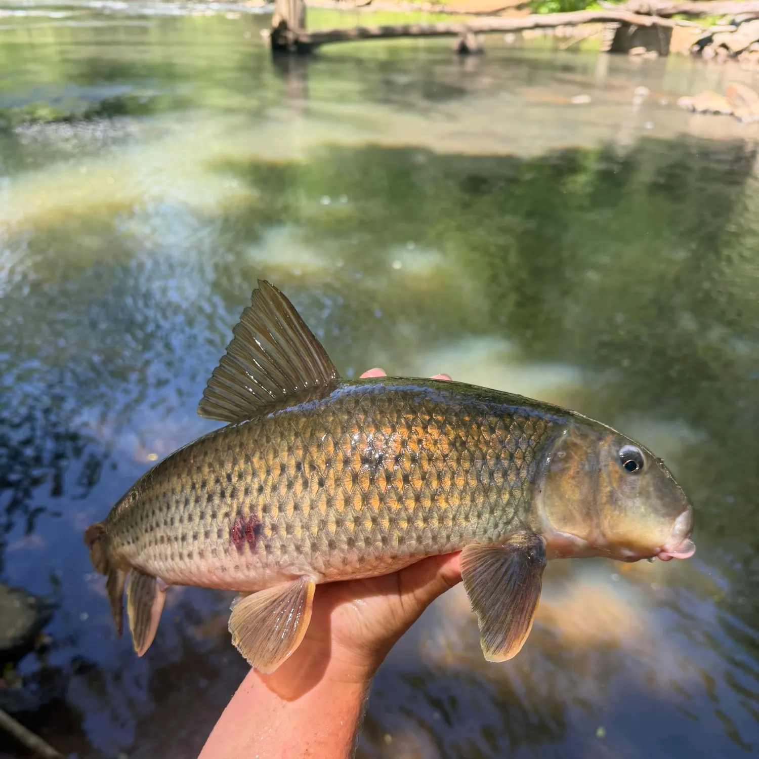 The most recent River redhorse catches on Fishbrain