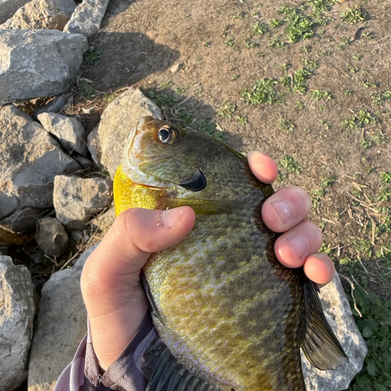 Bluegill caught on Fishbrain