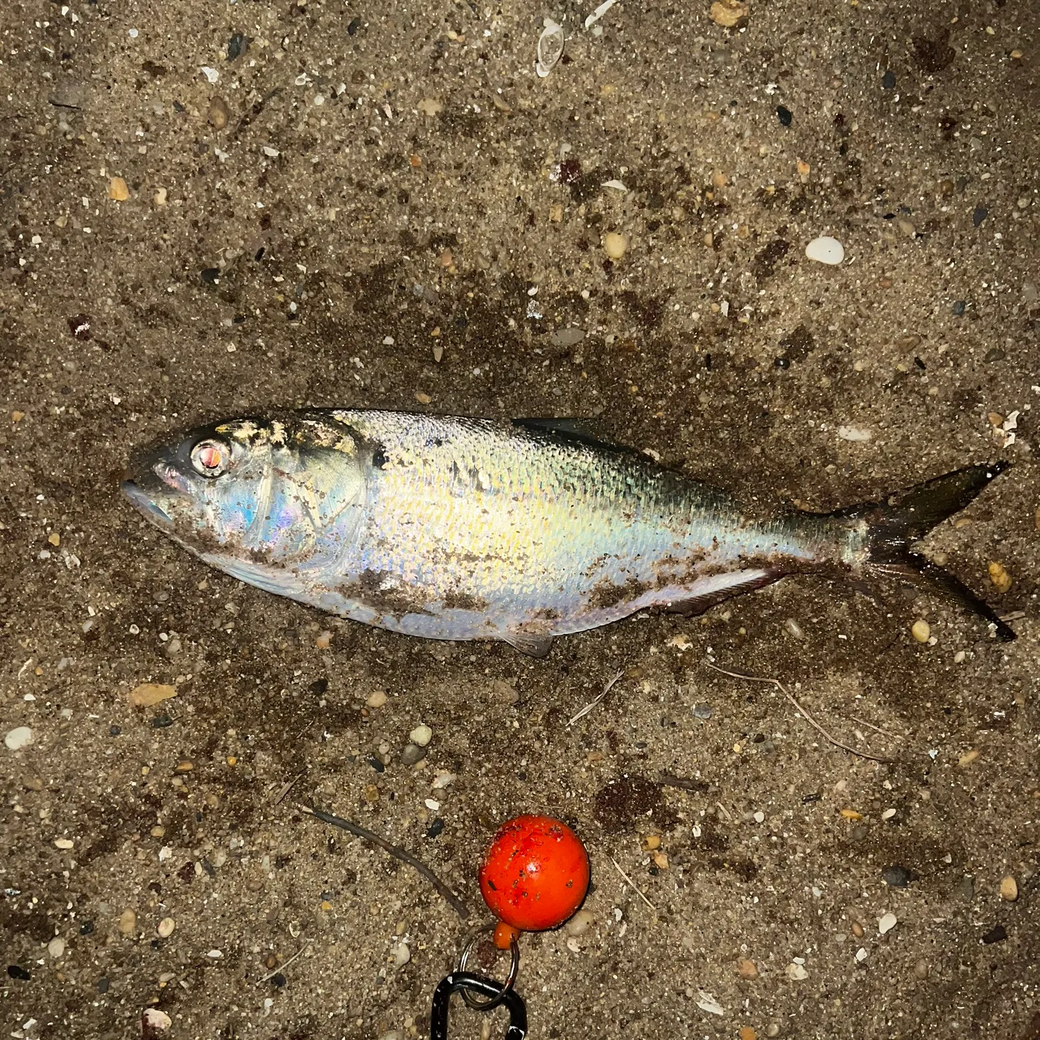 The most recent Atlantic menhaden catches on Fishbrain