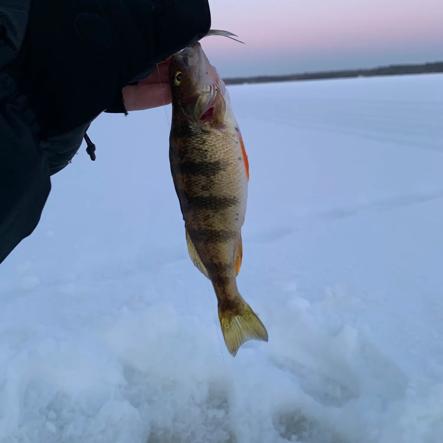 The most recent Yellow perch catches on Fishbrain