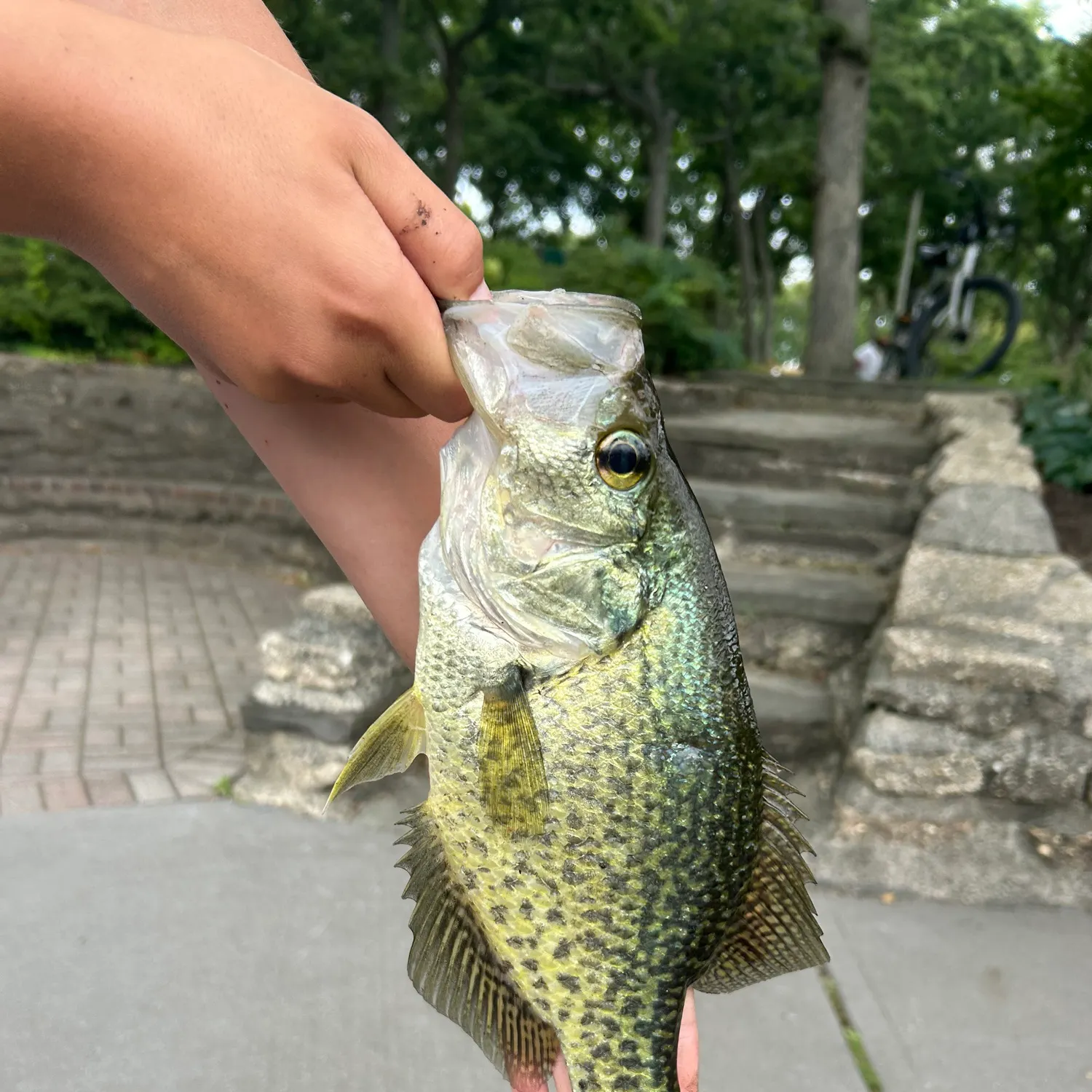 Black crappie caught on Fishbrain