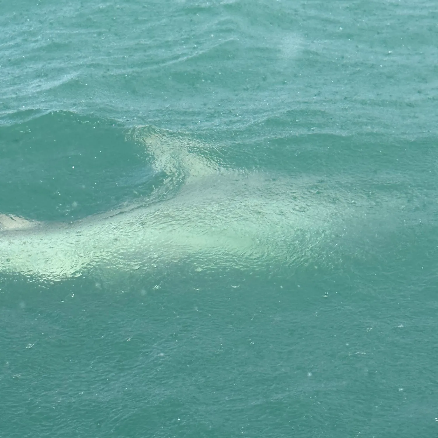 The most recent Smooth hammerhead shark catches on Fishbrain