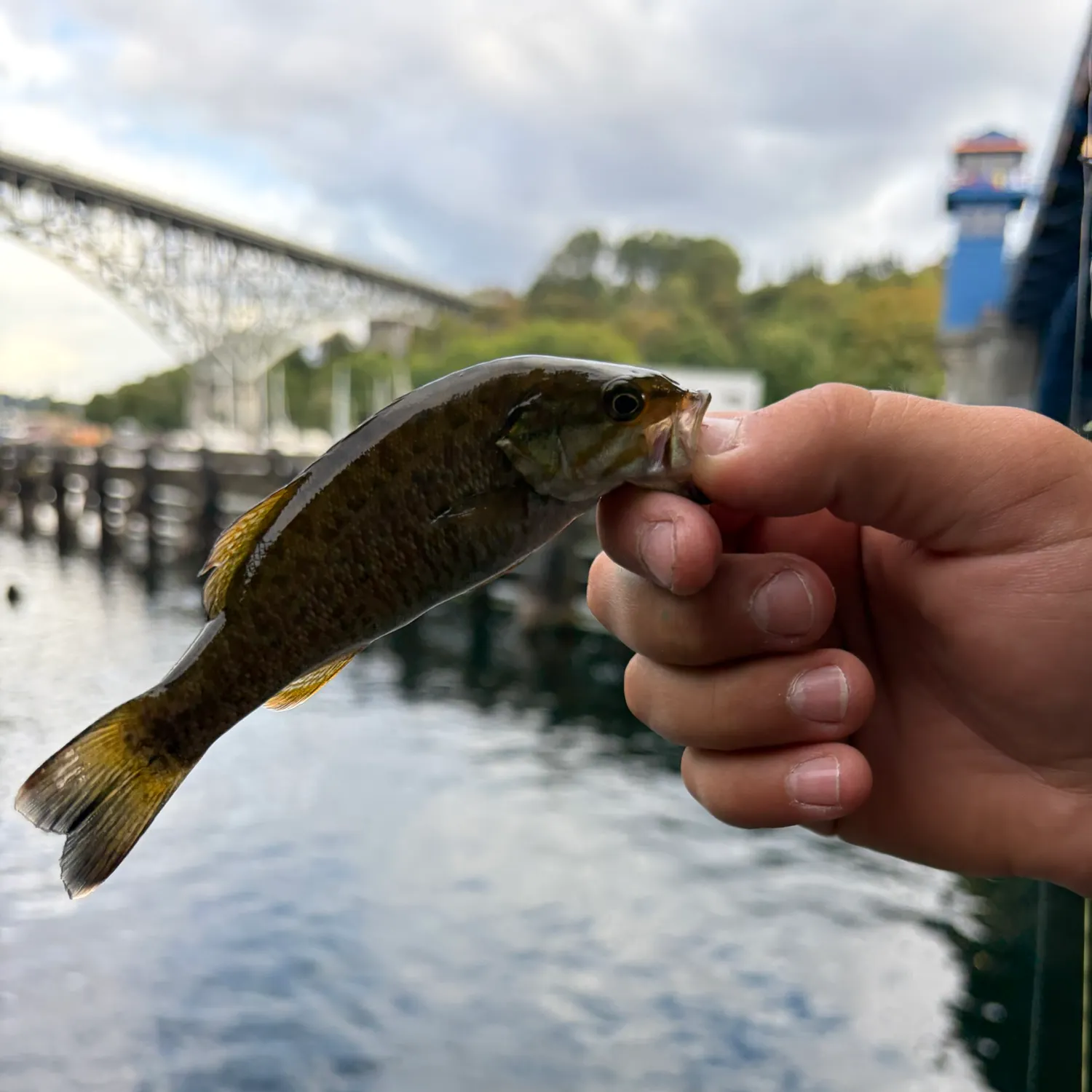 Smallmouth bass caught on Fishbrain