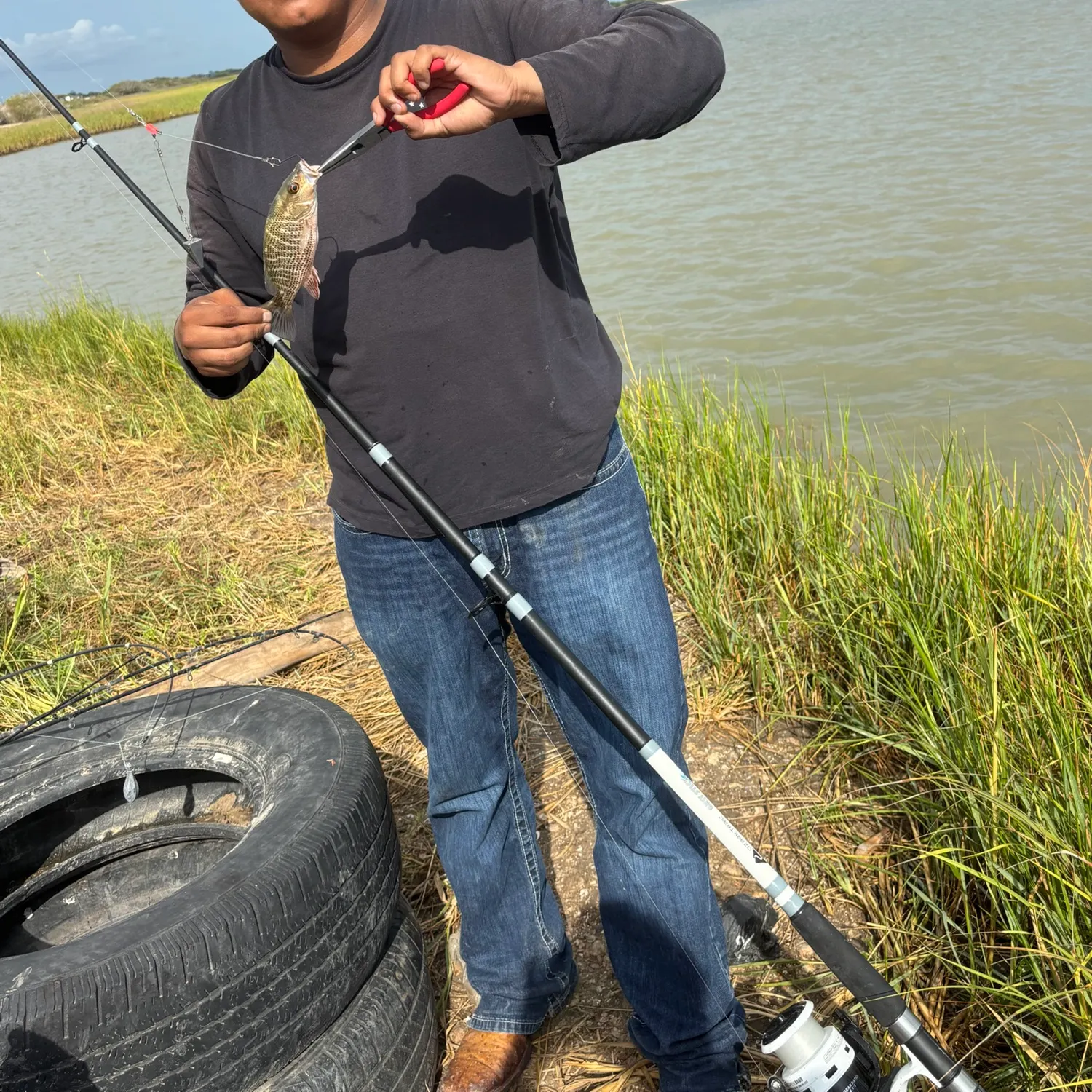Mangrove snapper caught on Fishbrain