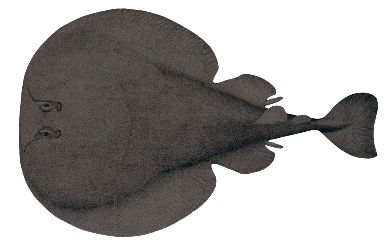 Atlantic torpedo ray