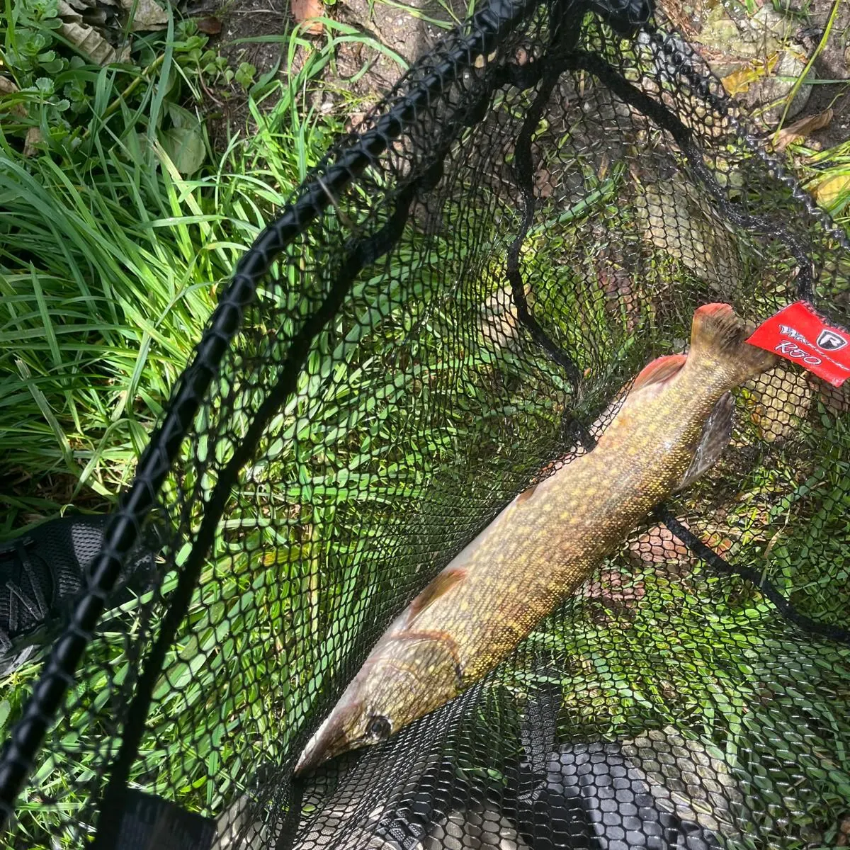Northern pike caught on Fishbrain