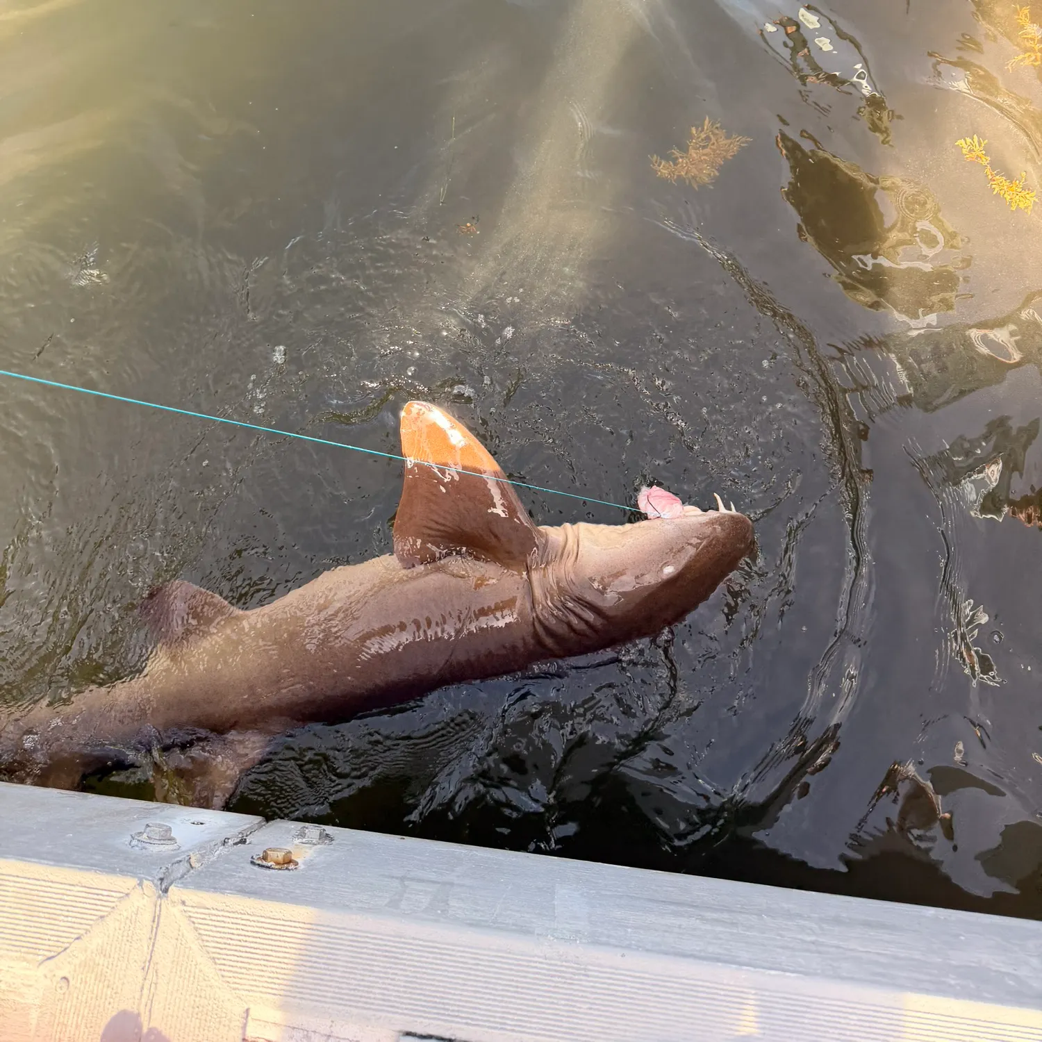 The most recent Nurse shark catches on Fishbrain