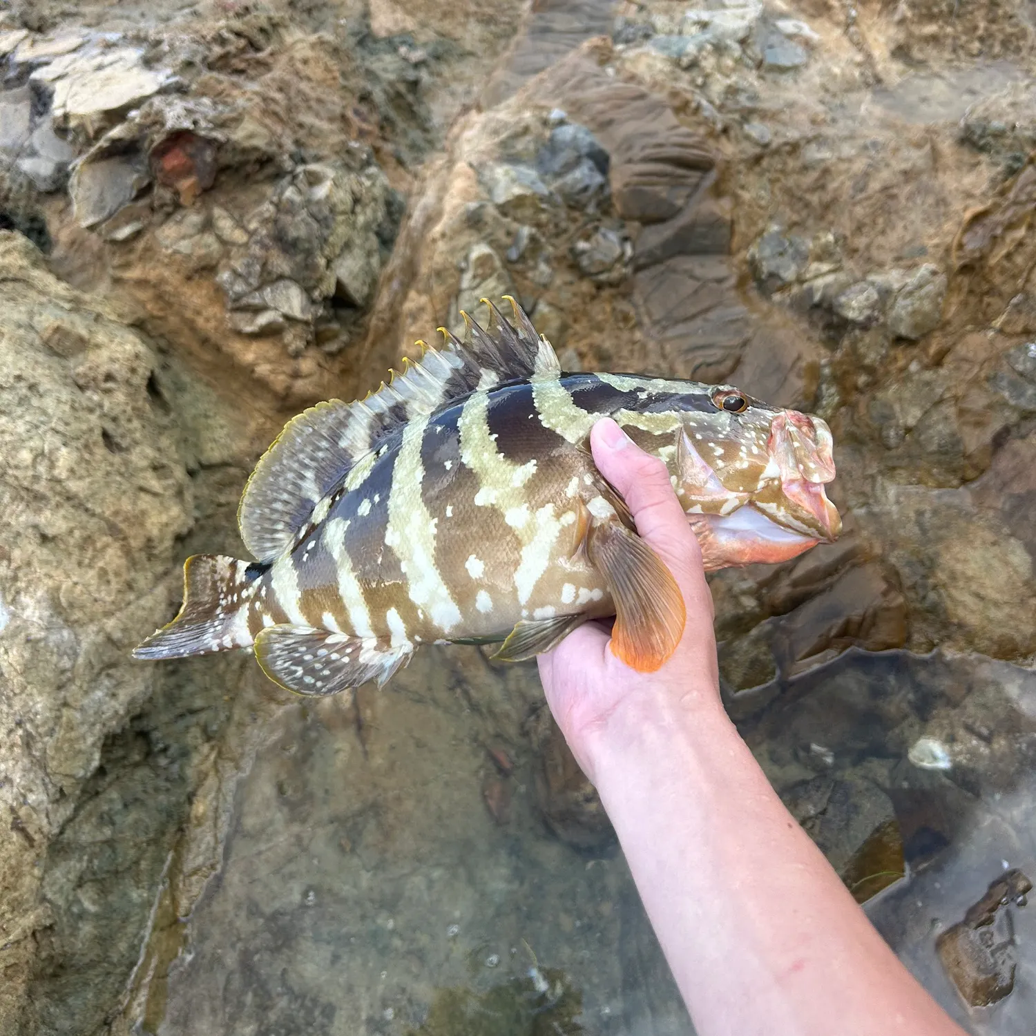 The most recent Nassau grouper catches on Fishbrain