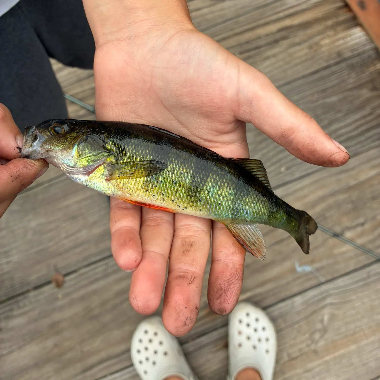 Yellow perch caught on Fishbrain