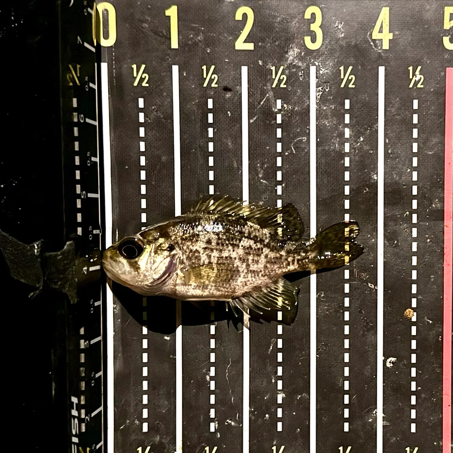 Rock bass caught on Fishbrain