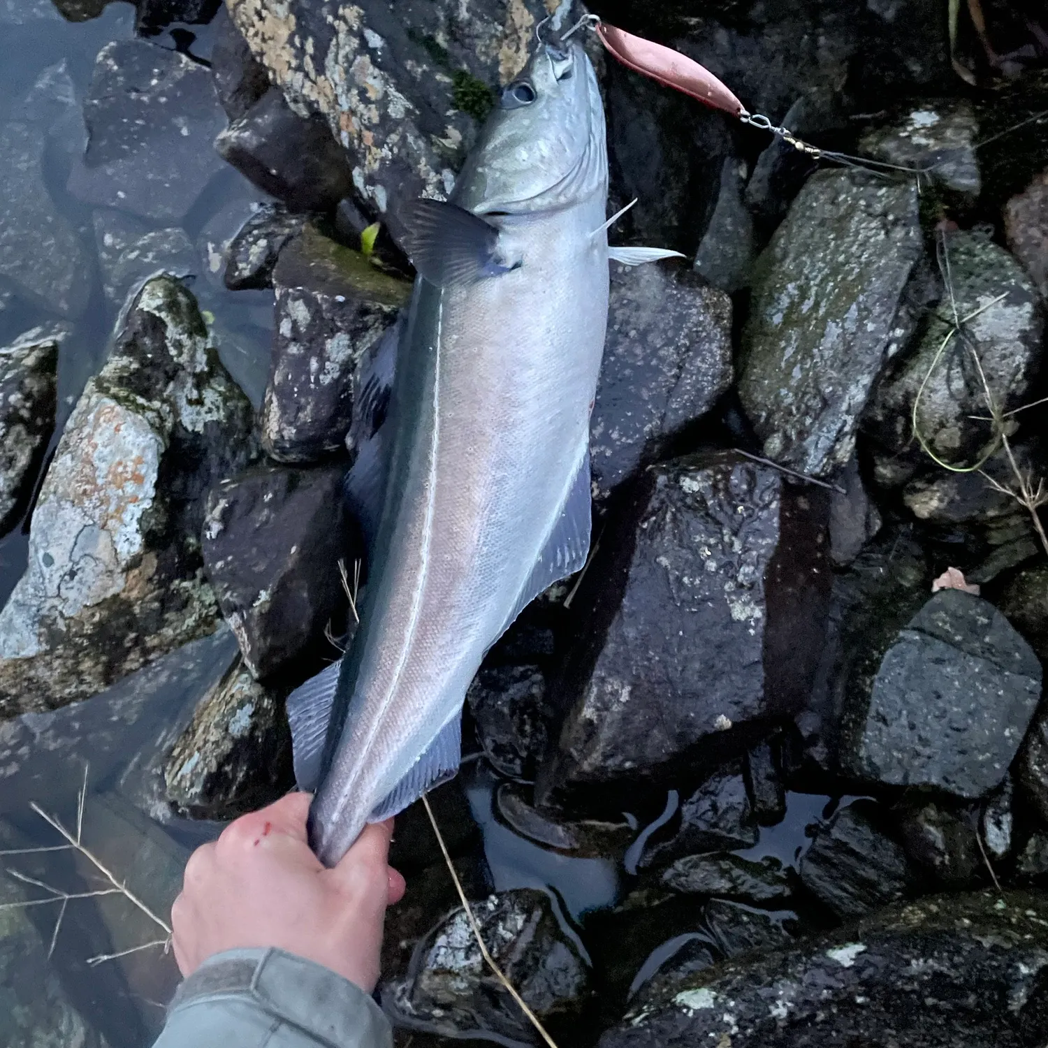 Atlantic pollock caught on Fishbrain