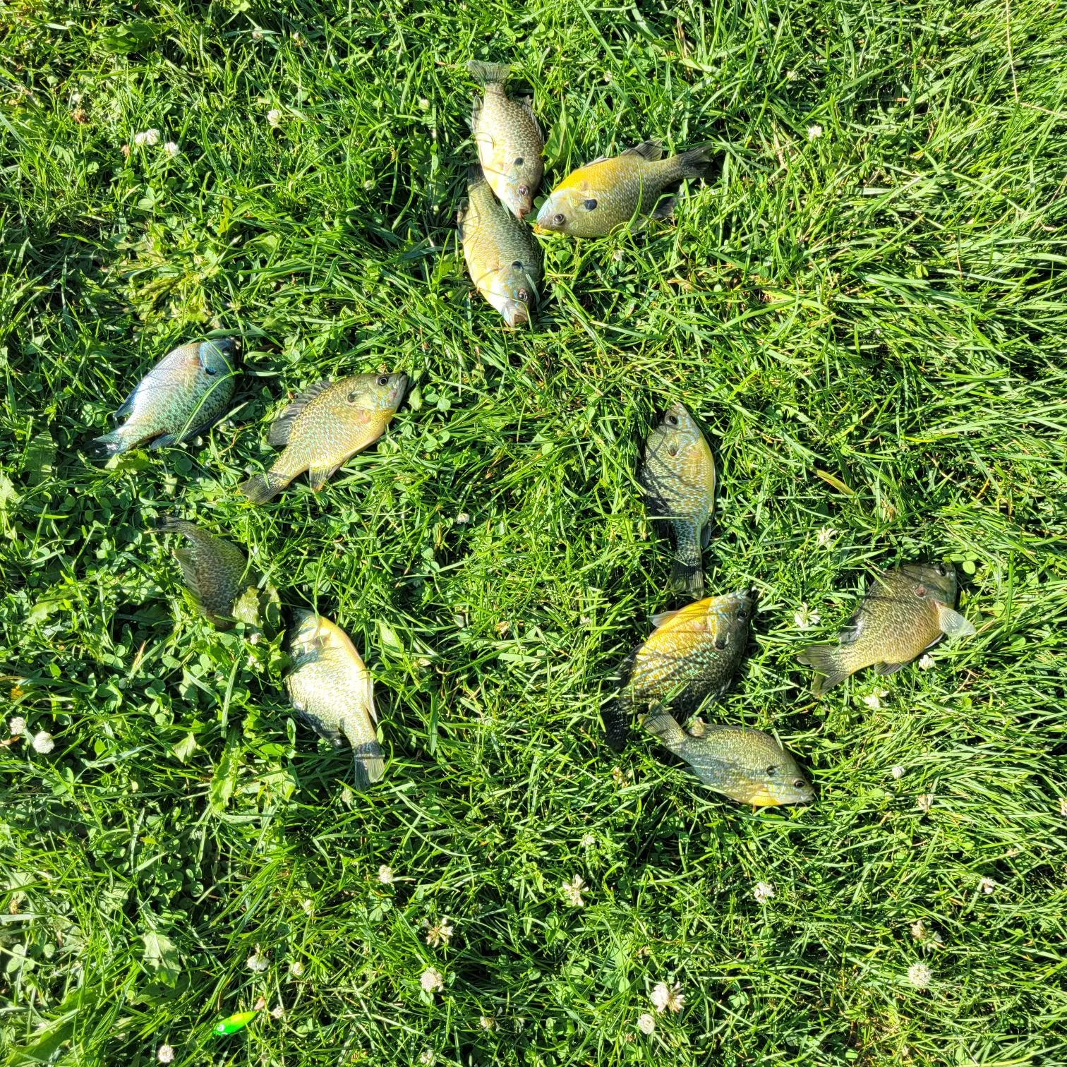 recently logged catches