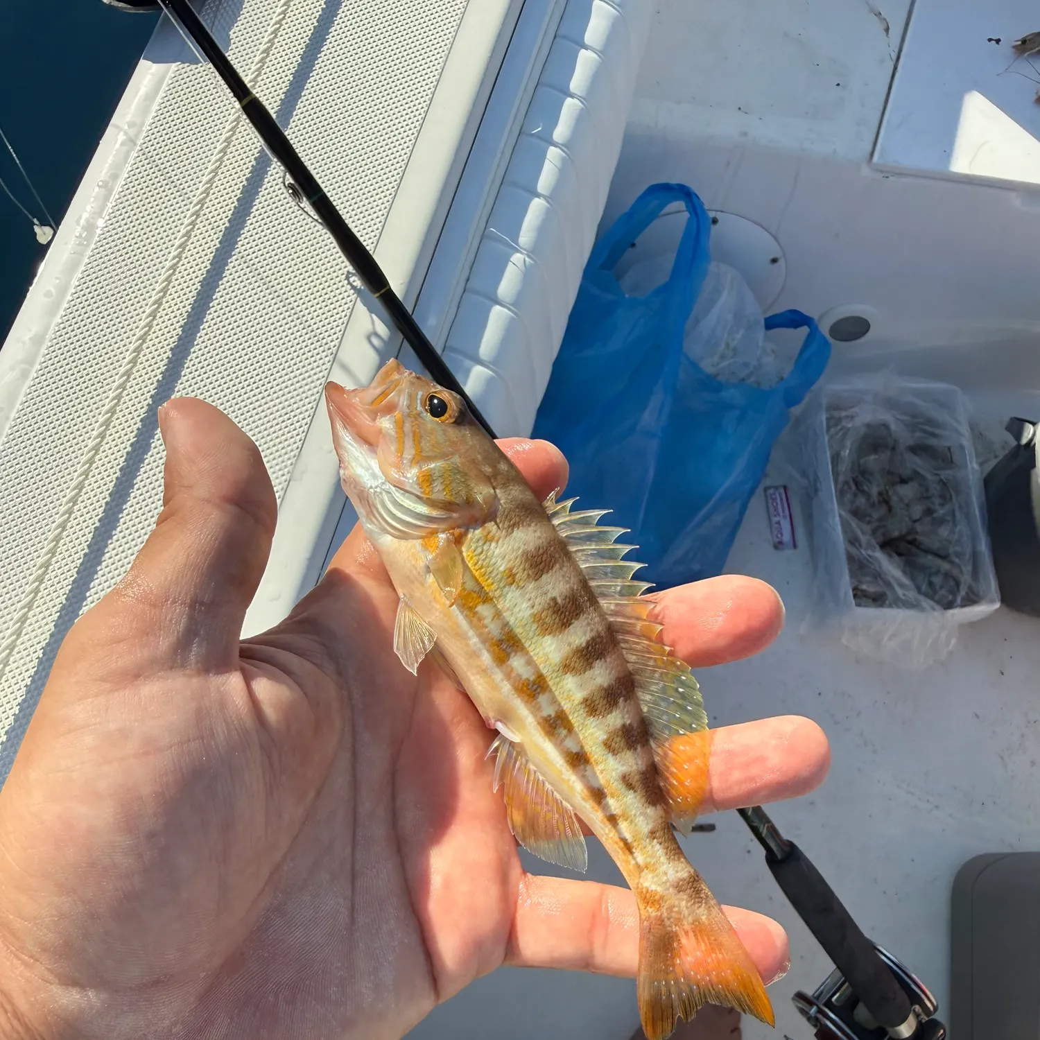 Comber caught on Fishbrain