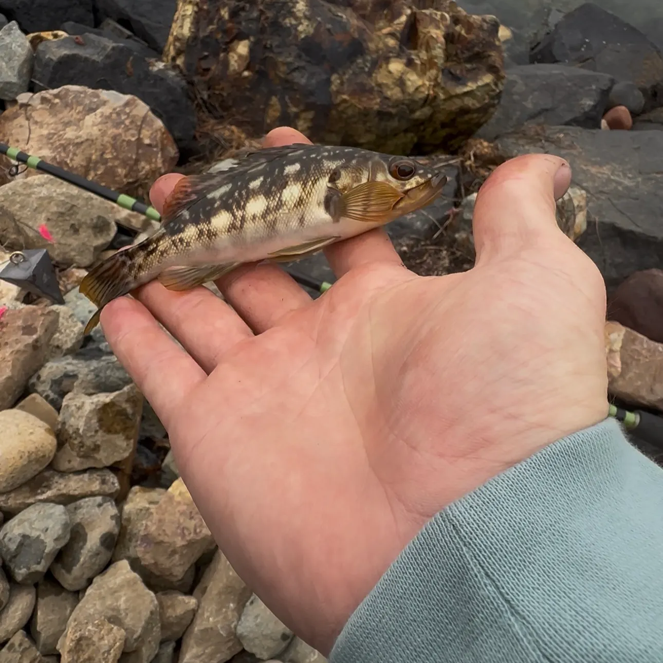 The most recent Kelp bass catches on Fishbrain