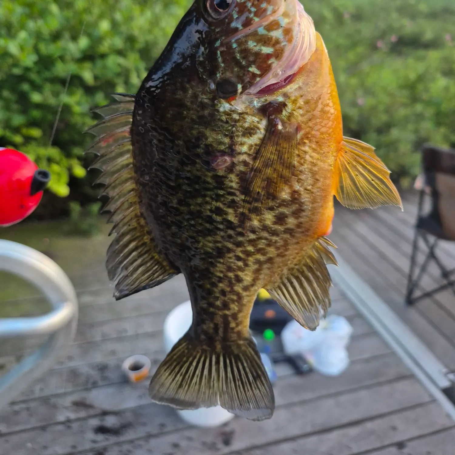 recently logged catches