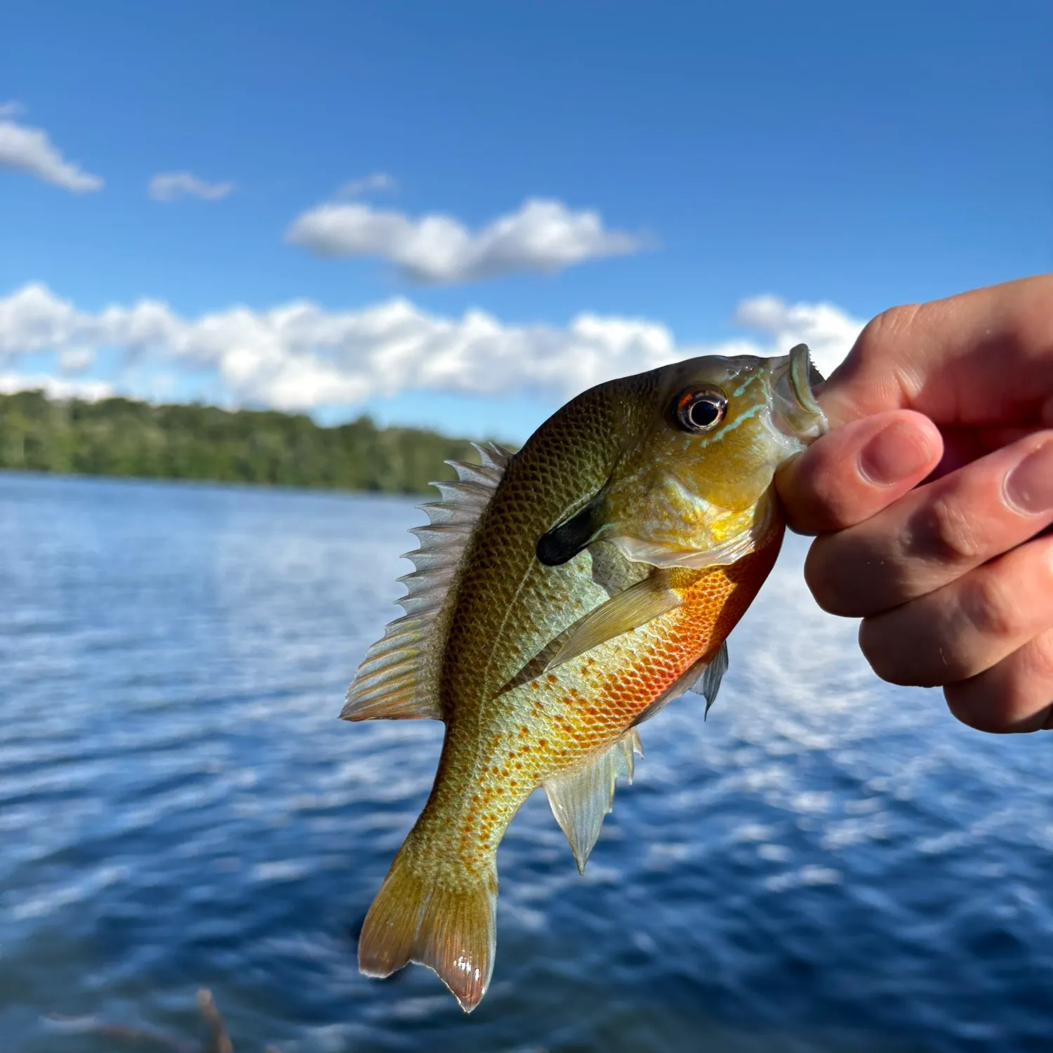 Redbreast sunfish caught on Fishbrain