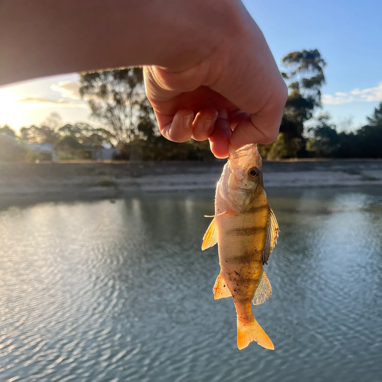 angler catch