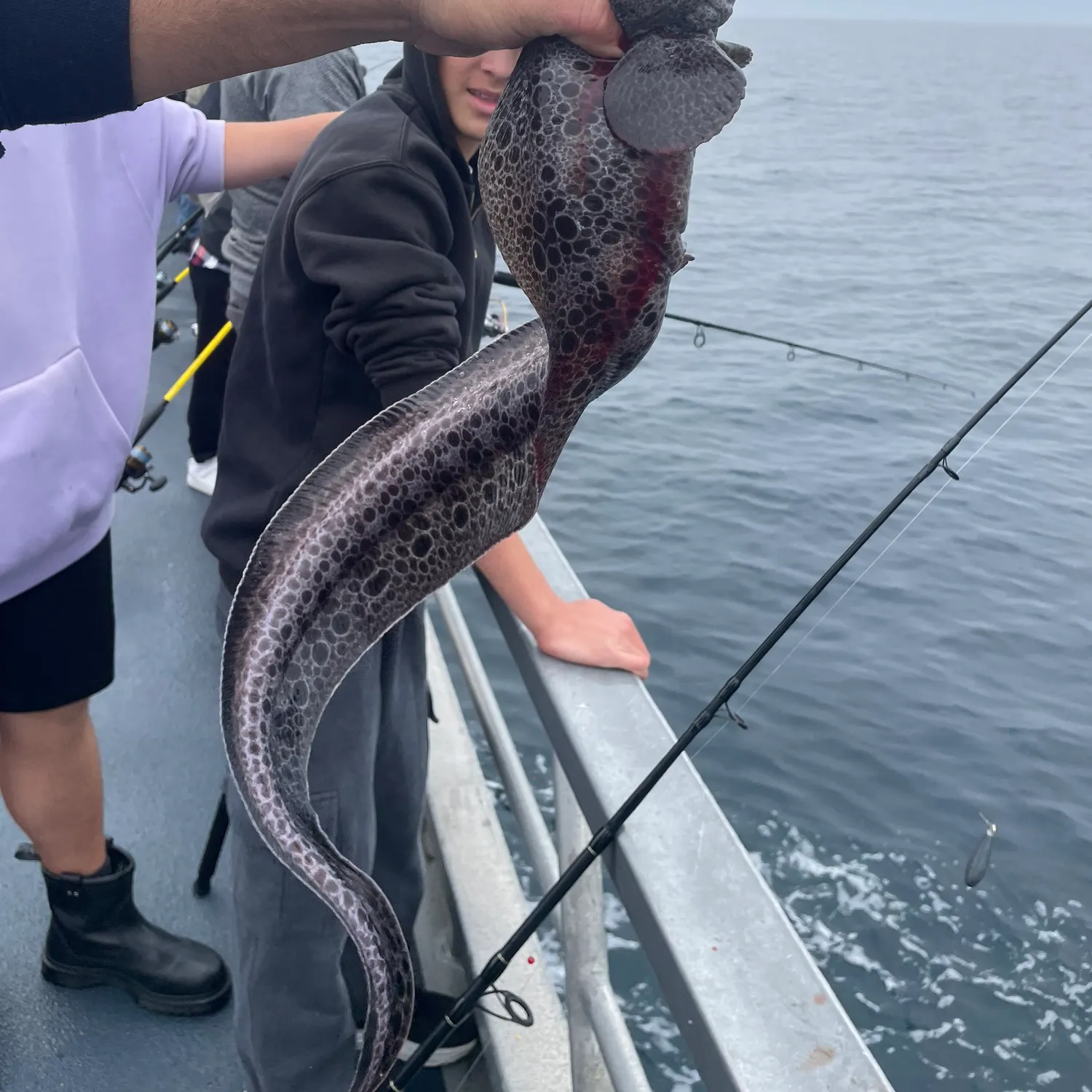 The most recent Wolf-eel catches on Fishbrain