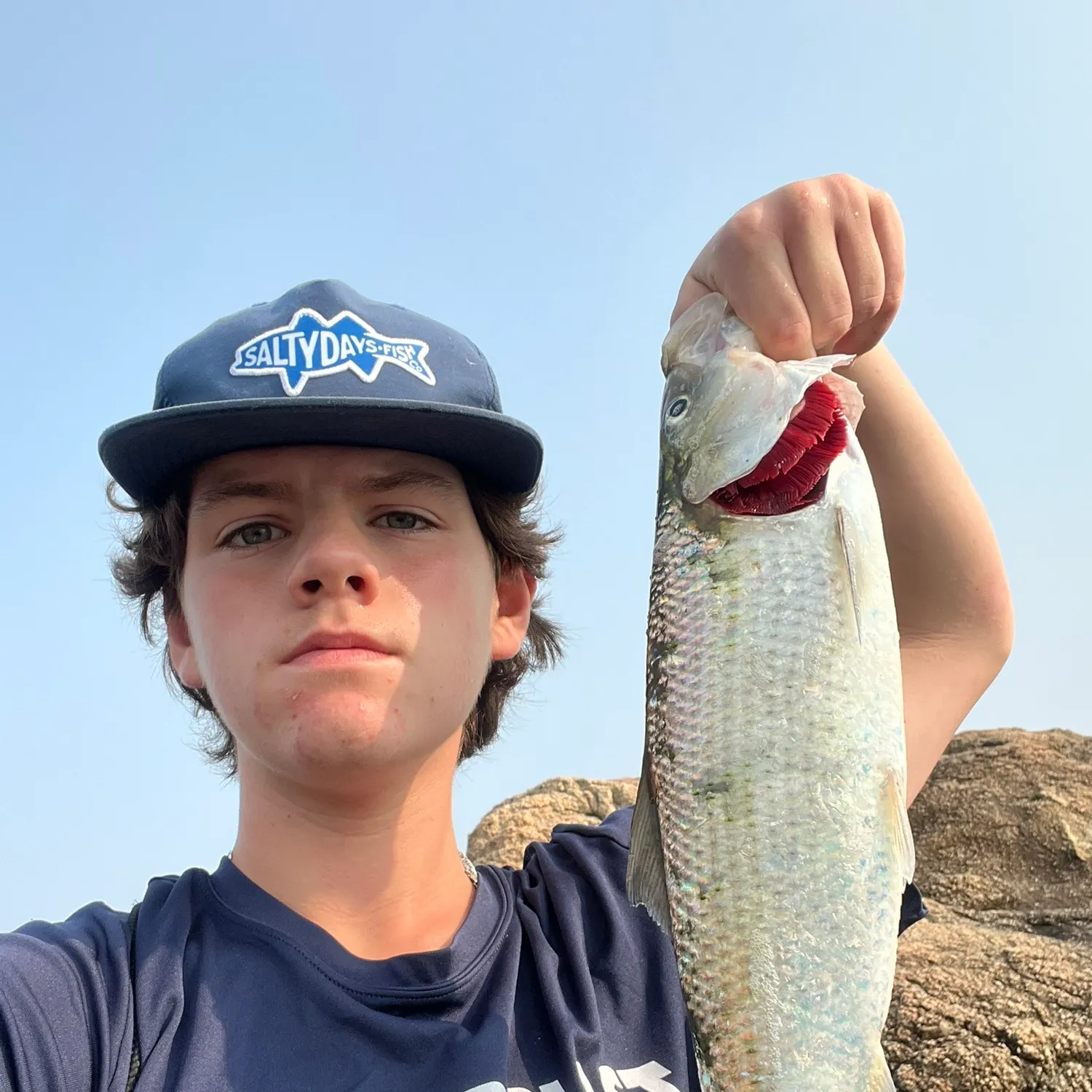 The most recent American shad catches on Fishbrain