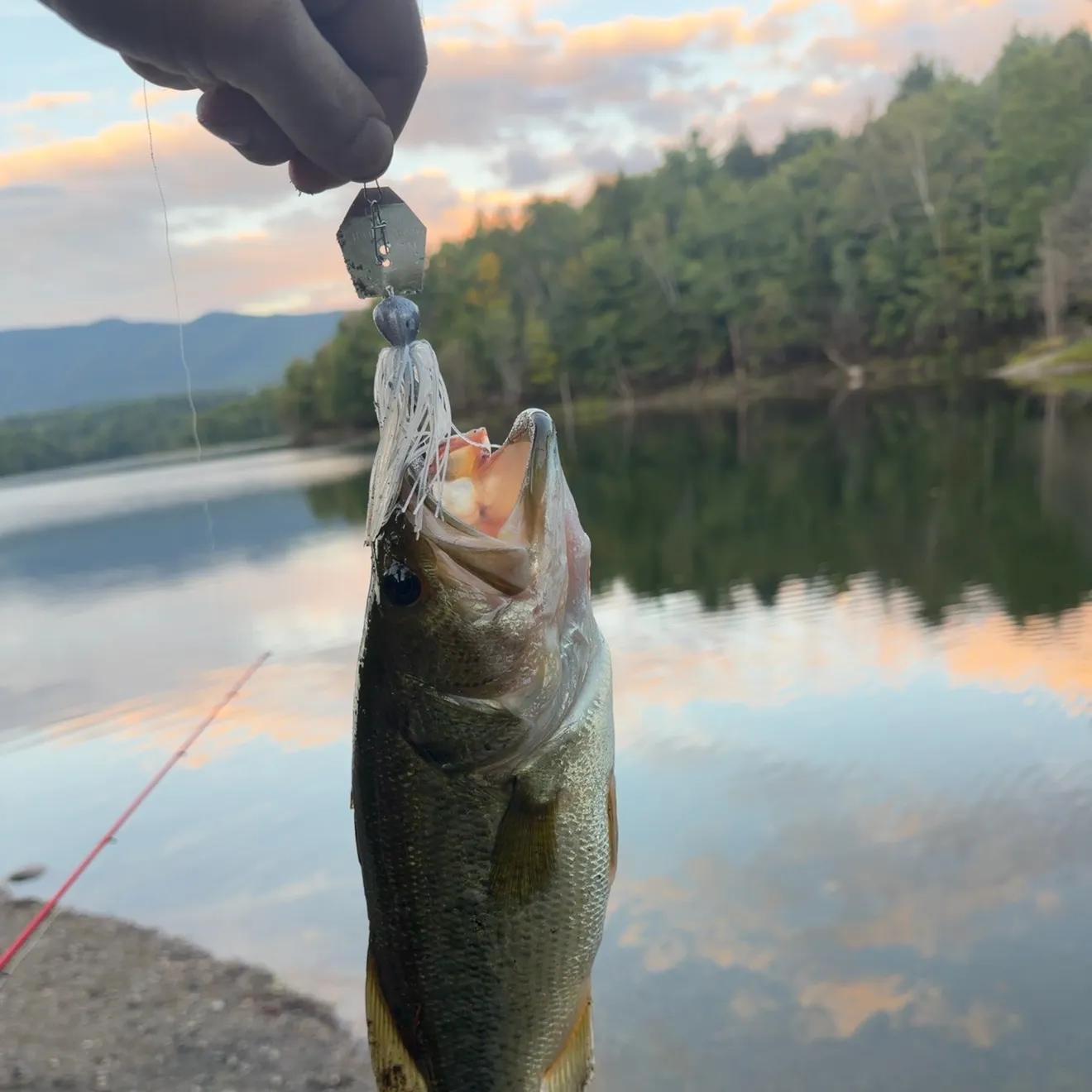 Largemouth bass caught on Fishbrain