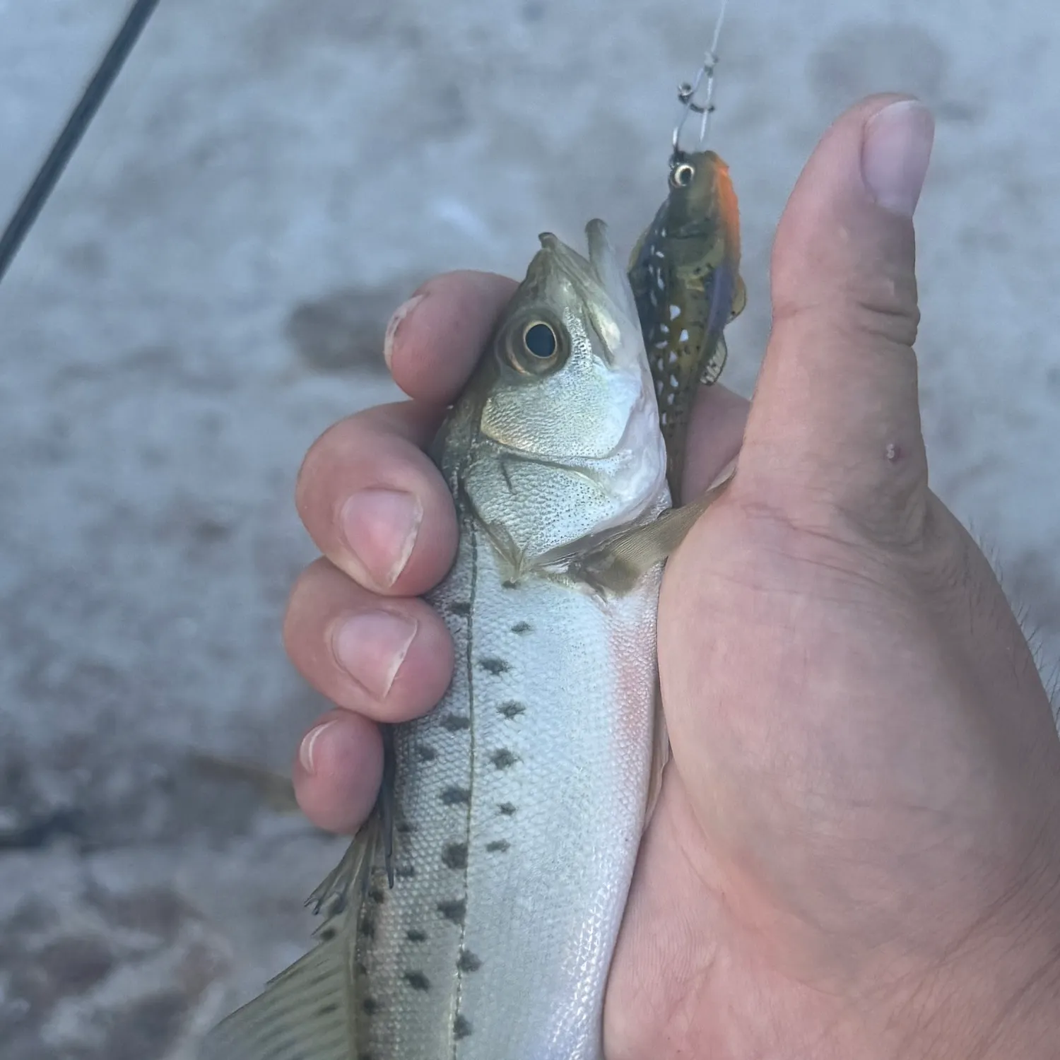 The most recent Spotted seabass catches on Fishbrain