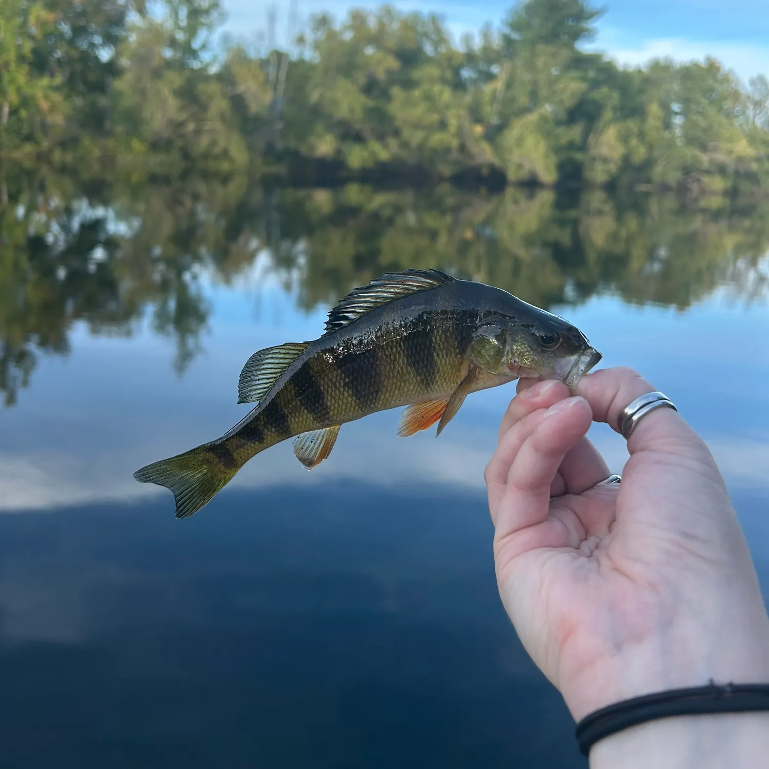 Yellow perch caught on Fishbrain