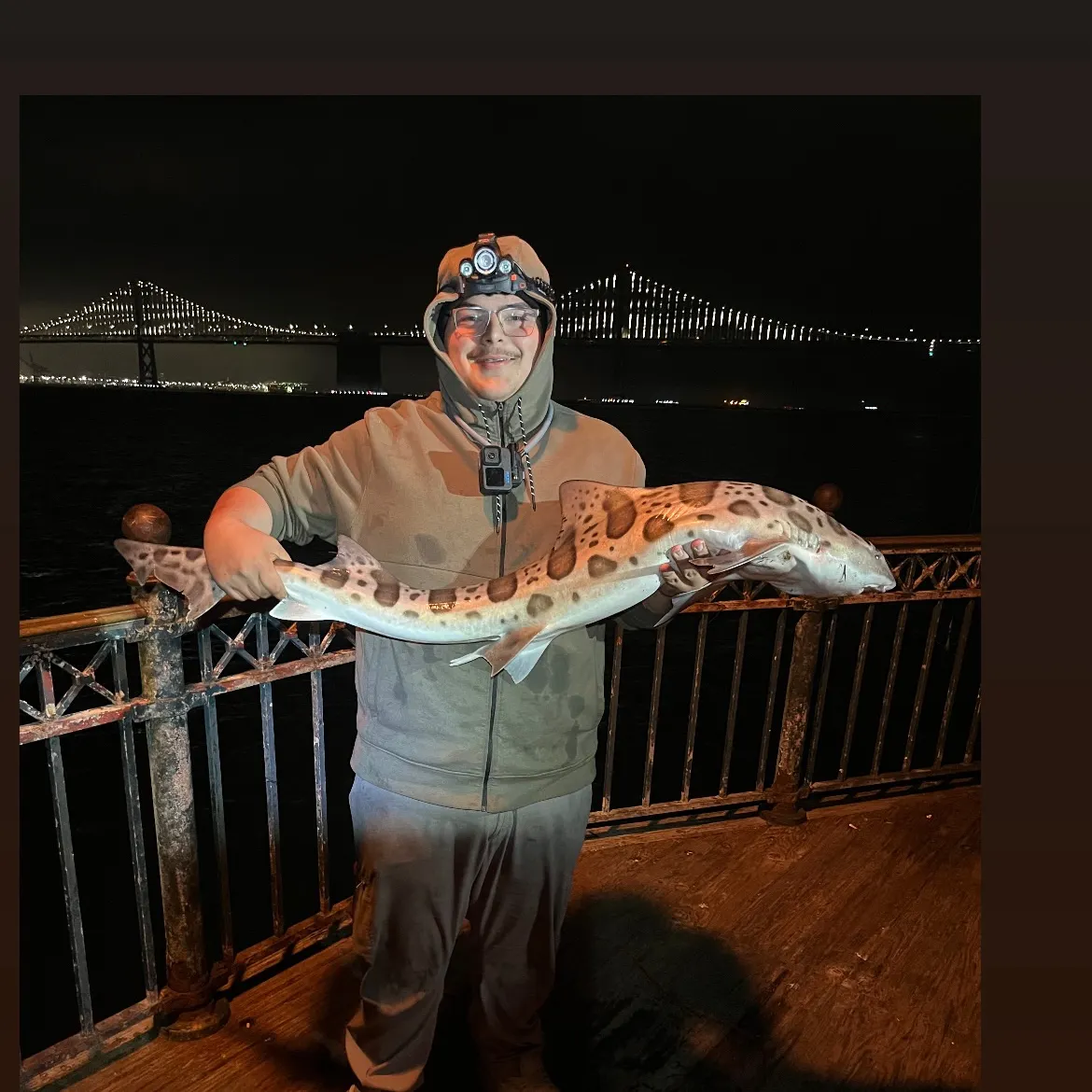 The most recent Leopard shark catches on Fishbrain
