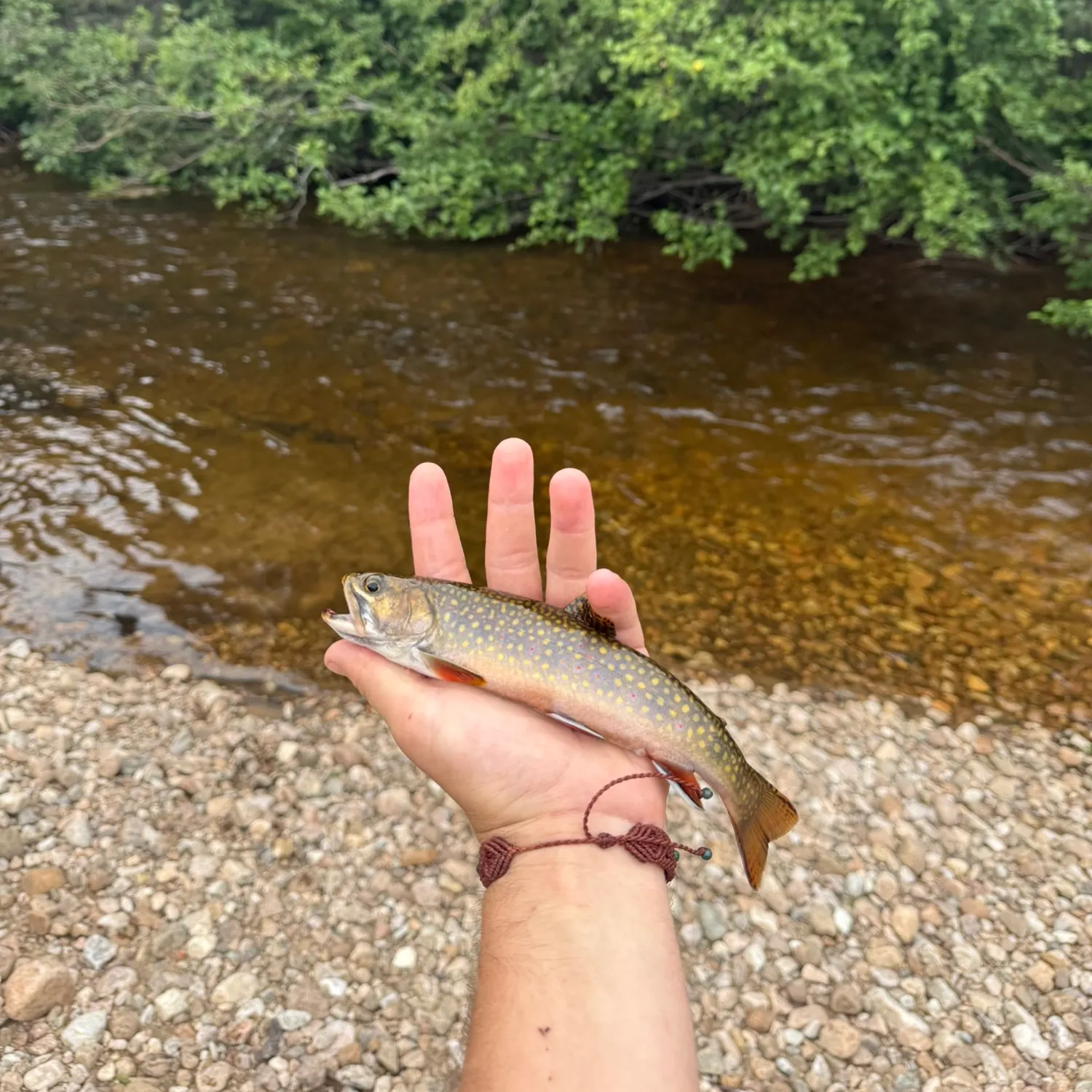 Brook trout caught on Fishbrain