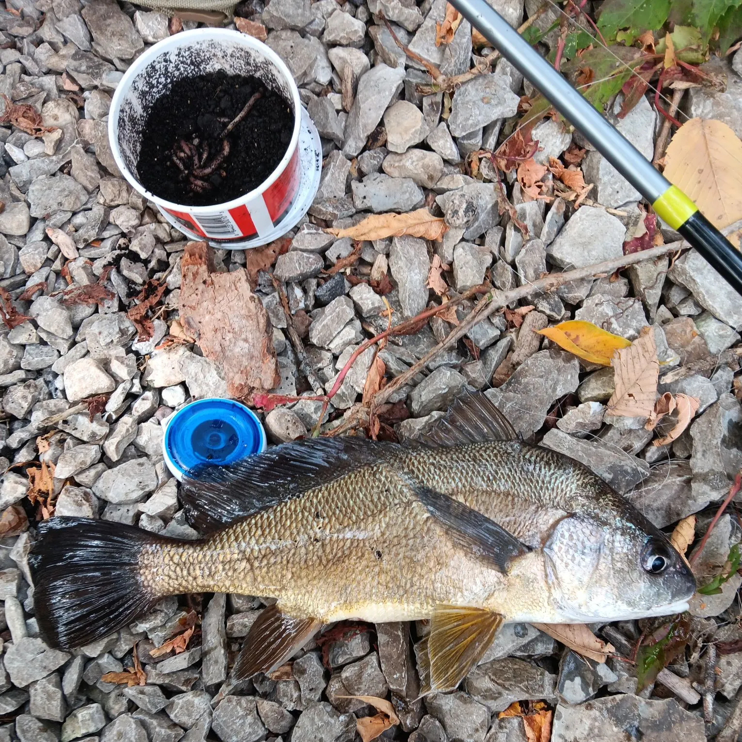 Freshwater drum caught on Fishbrain