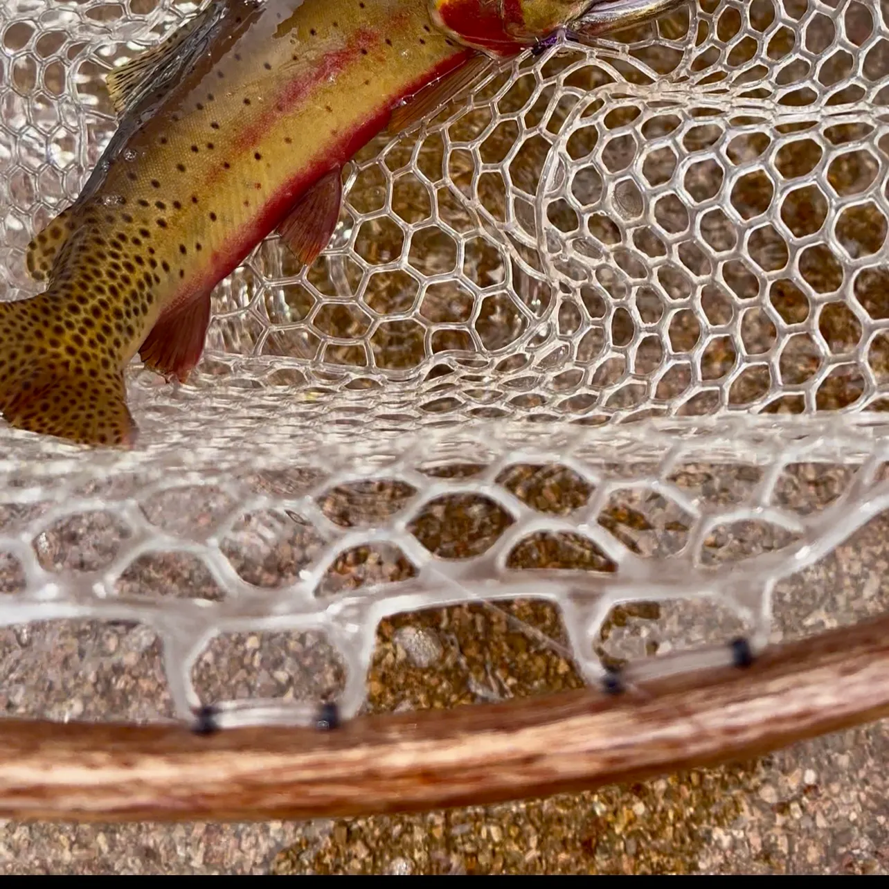 The most recent Greenback cutthroat trout catches on Fishbrain