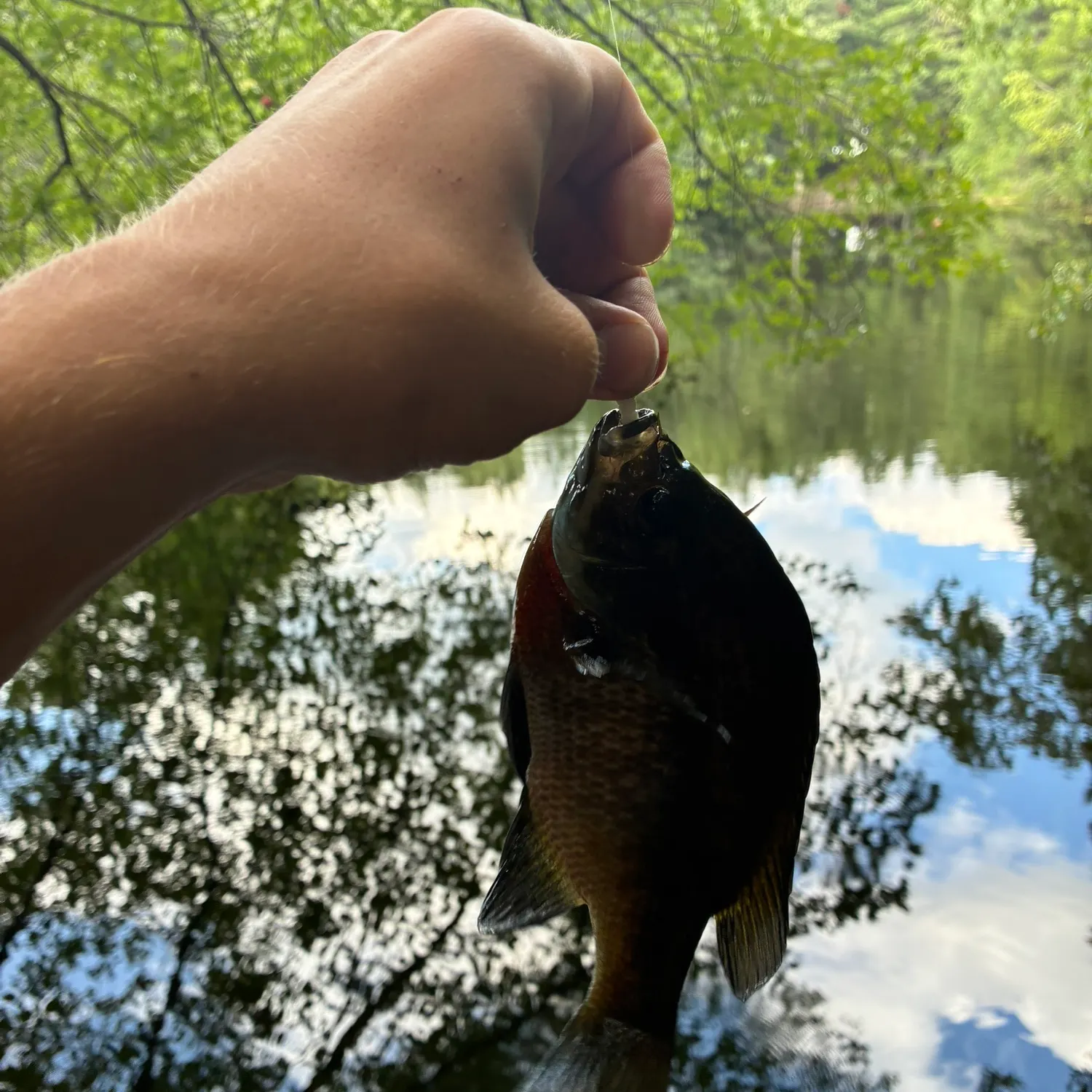 Bluegill caught on Fishbrain