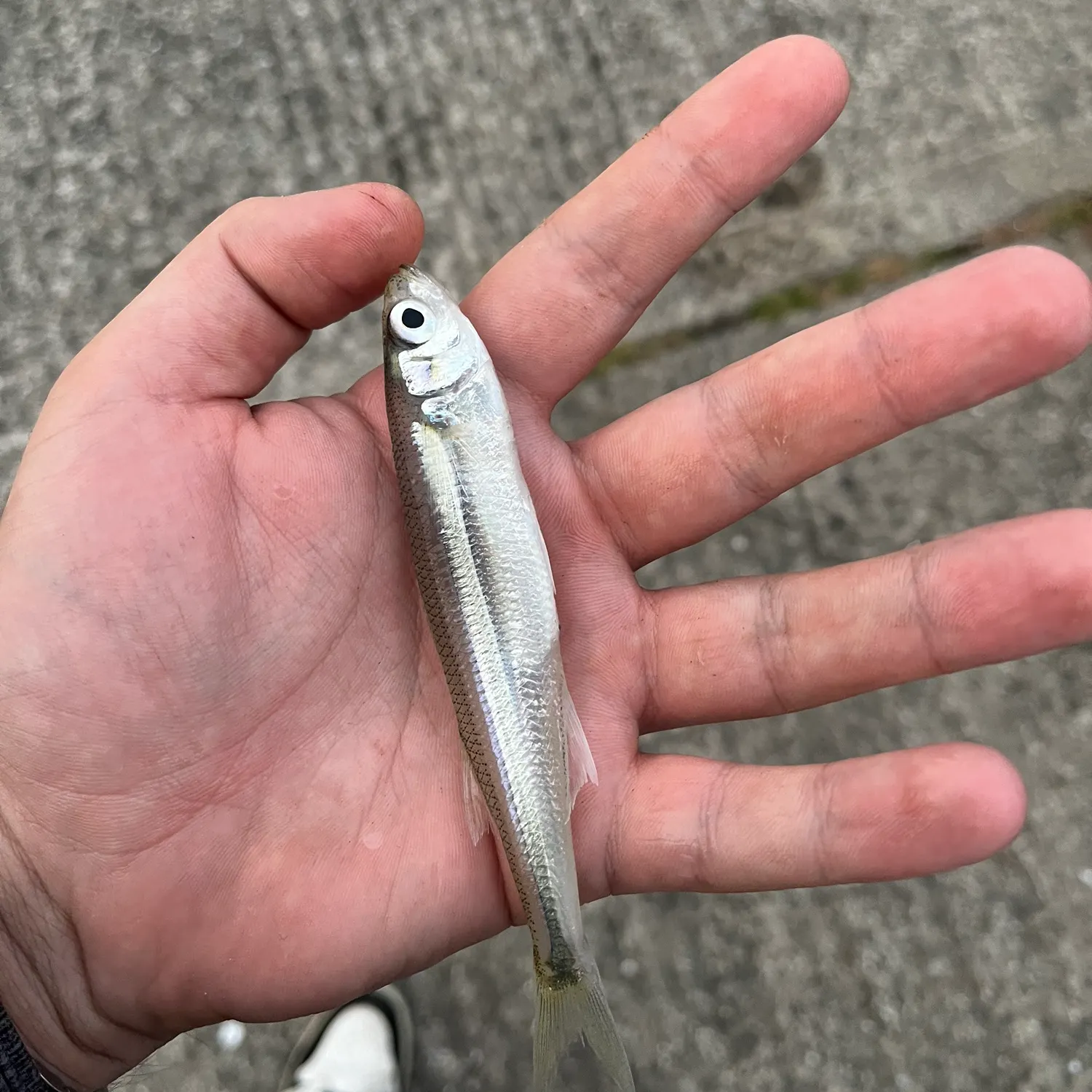 The most recent Sand smelt catches on Fishbrain