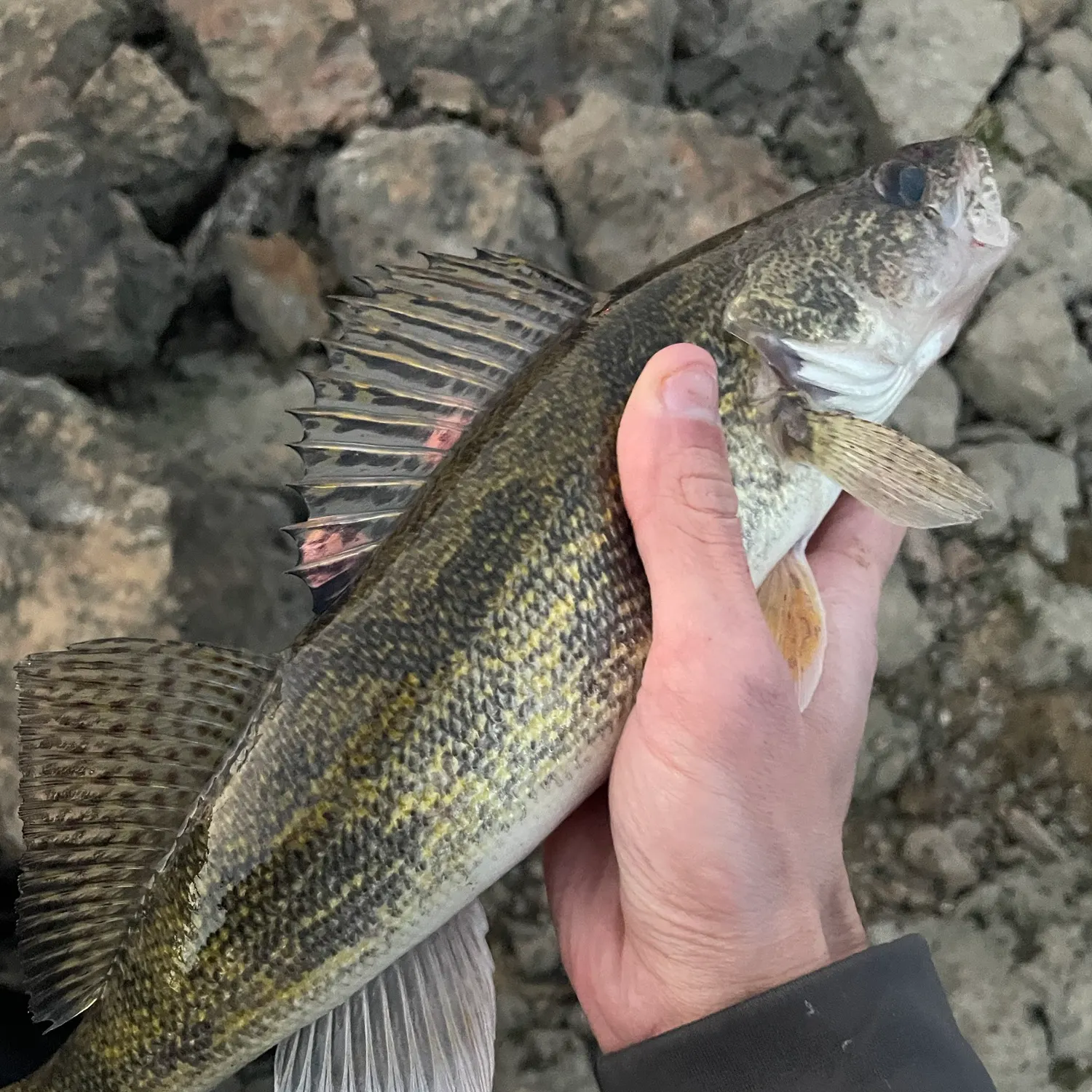 Saugeye caught on Fishbrain