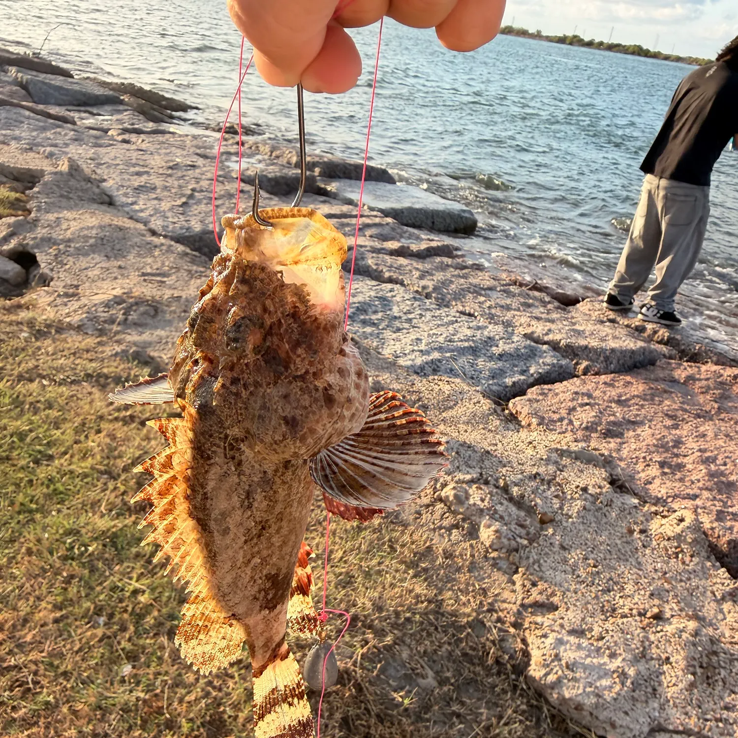 Gulf toadfish caught on Fishbrain