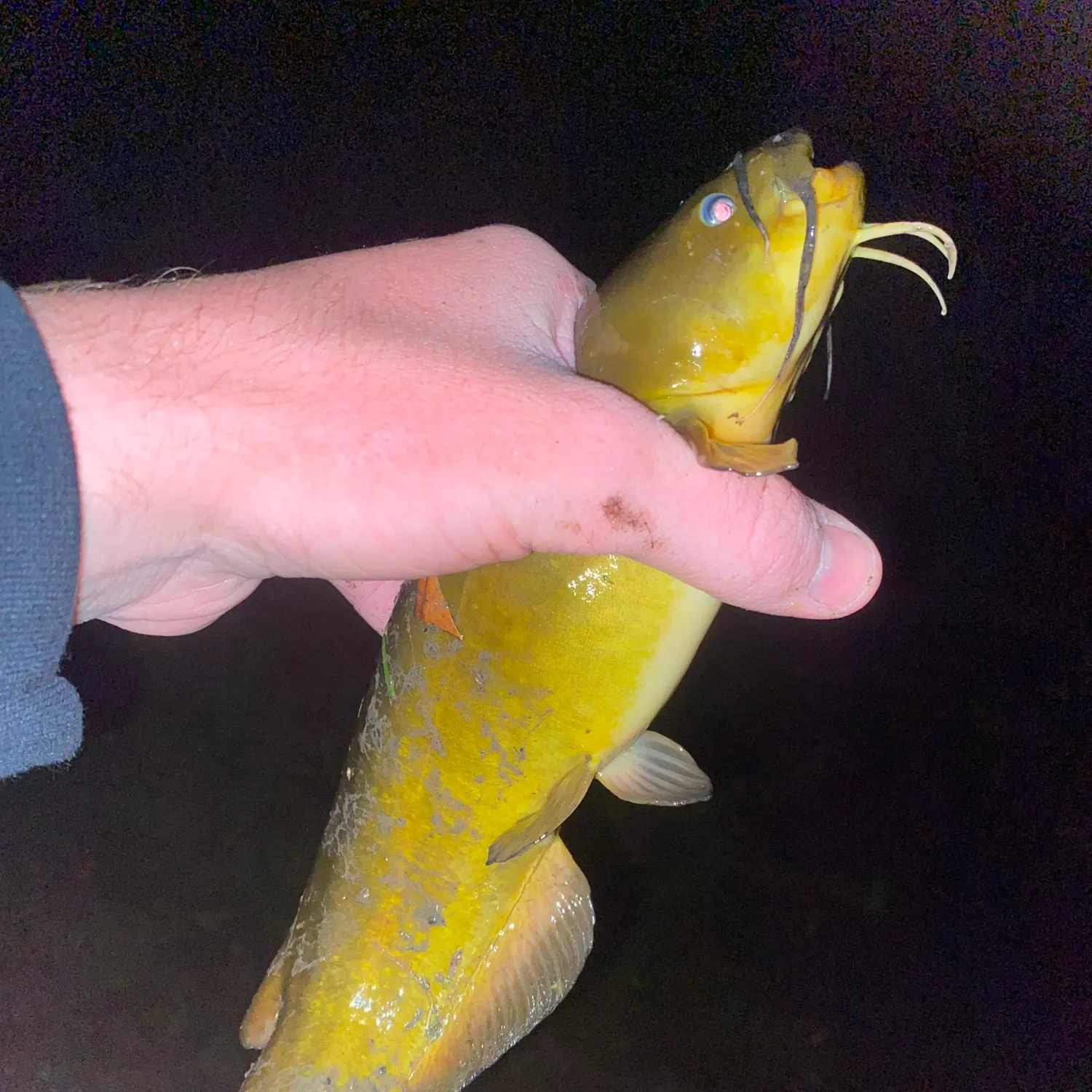 Black bullhead caught on Fishbrain