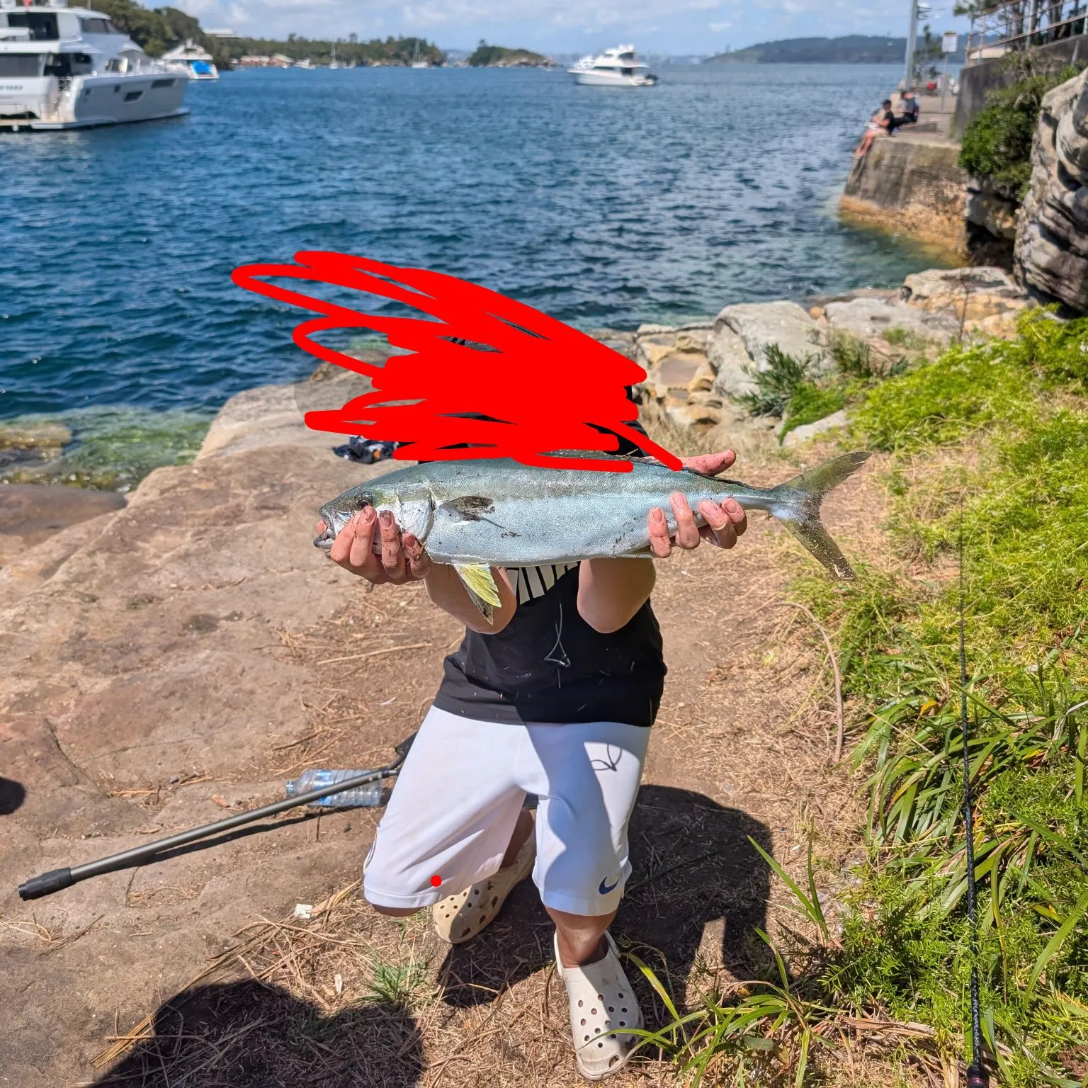 The most recent Southern yellowtail amberjack catches on Fishbrain