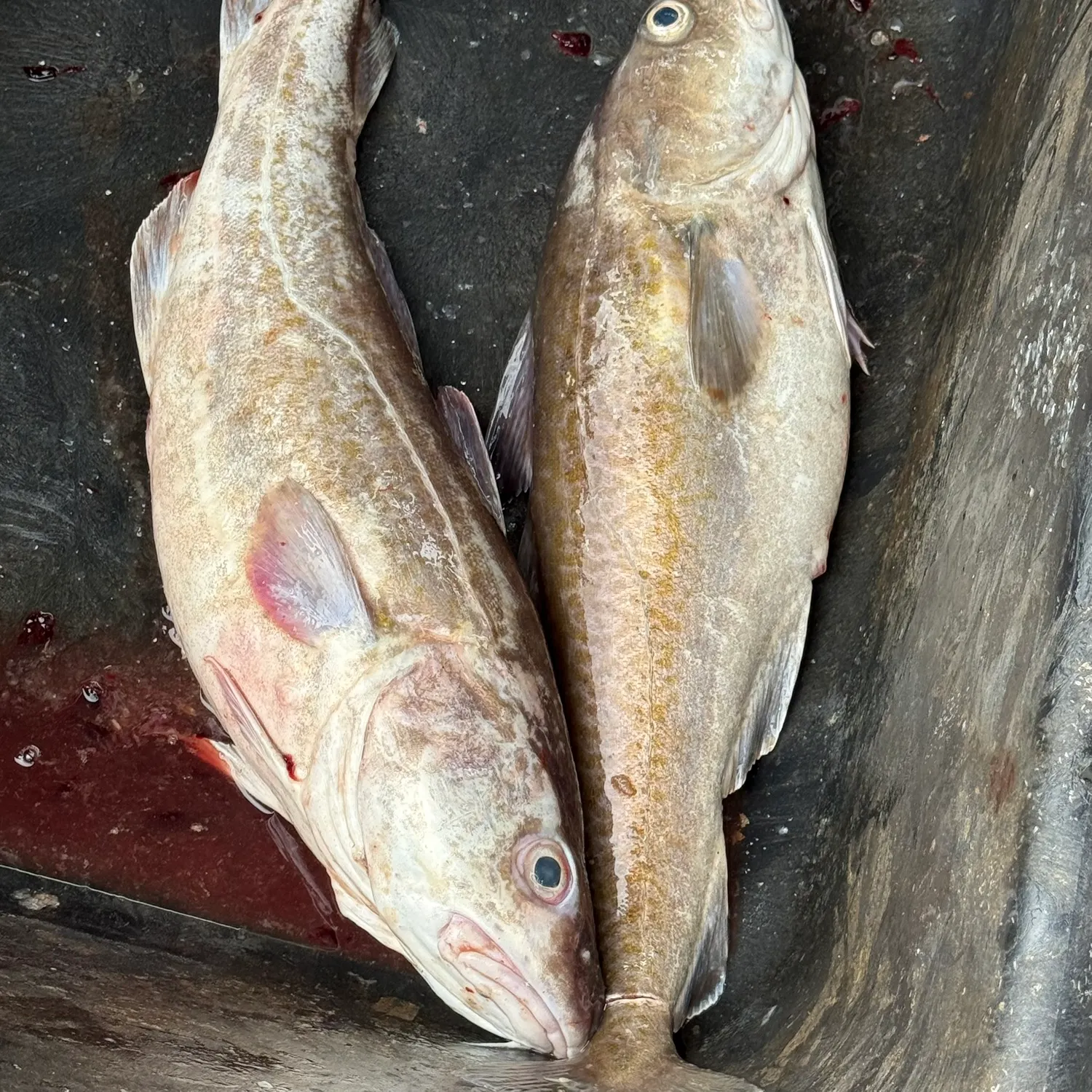The most recent Pacific cod catches on Fishbrain
