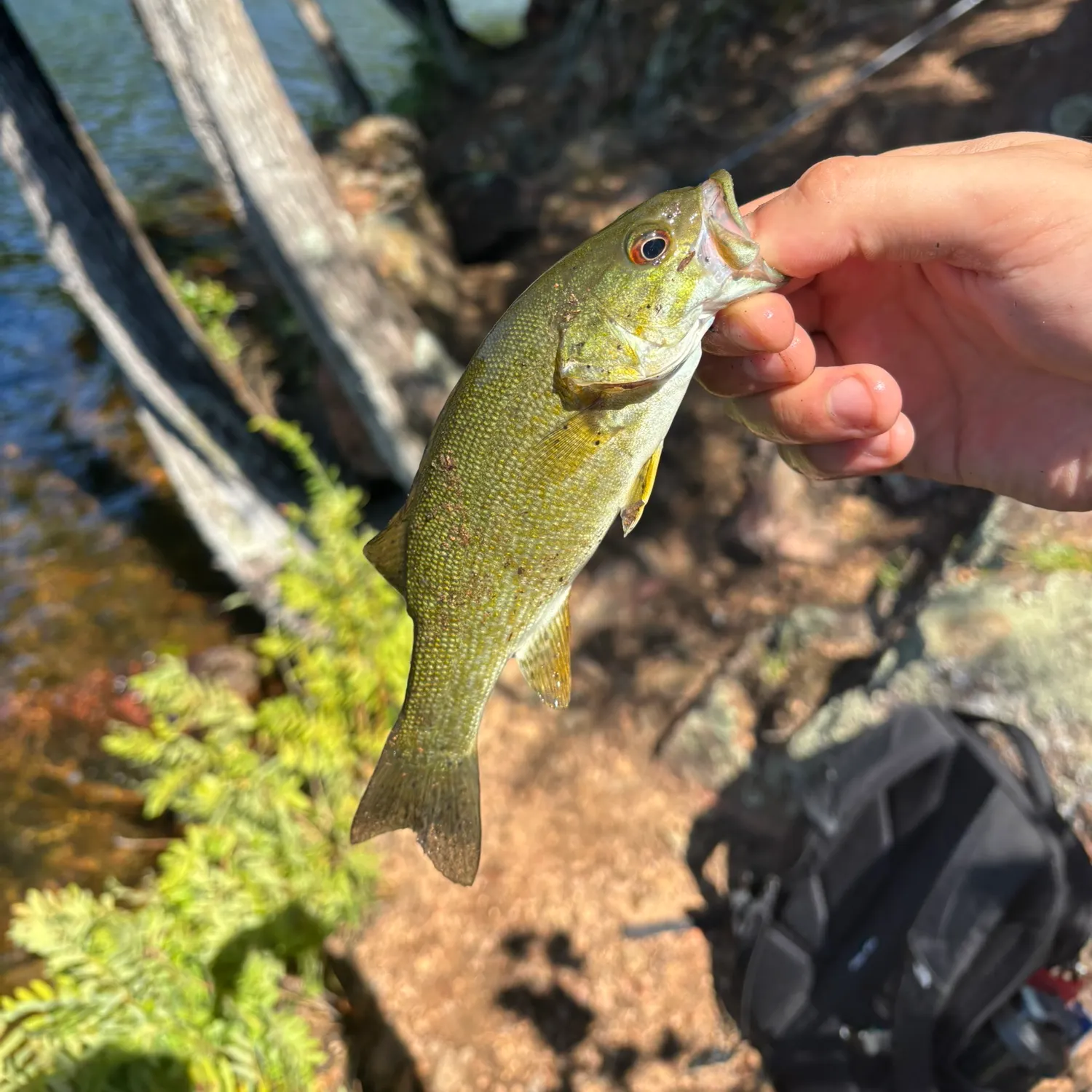 Smallmouth bass caught on Fishbrain