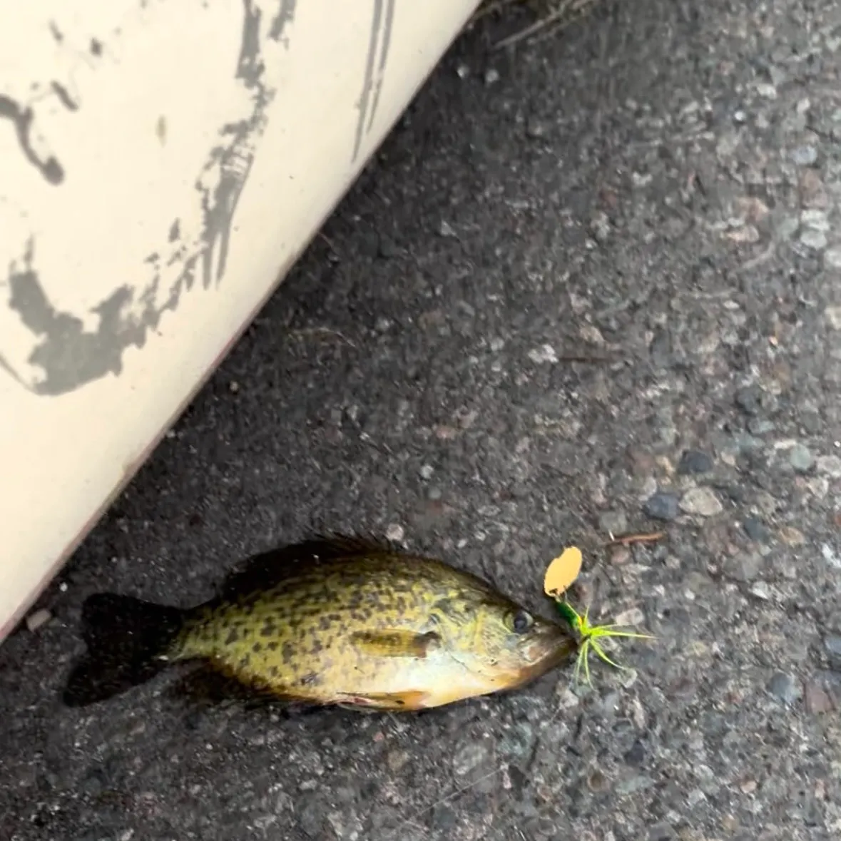 Black crappie caught on Fishbrain