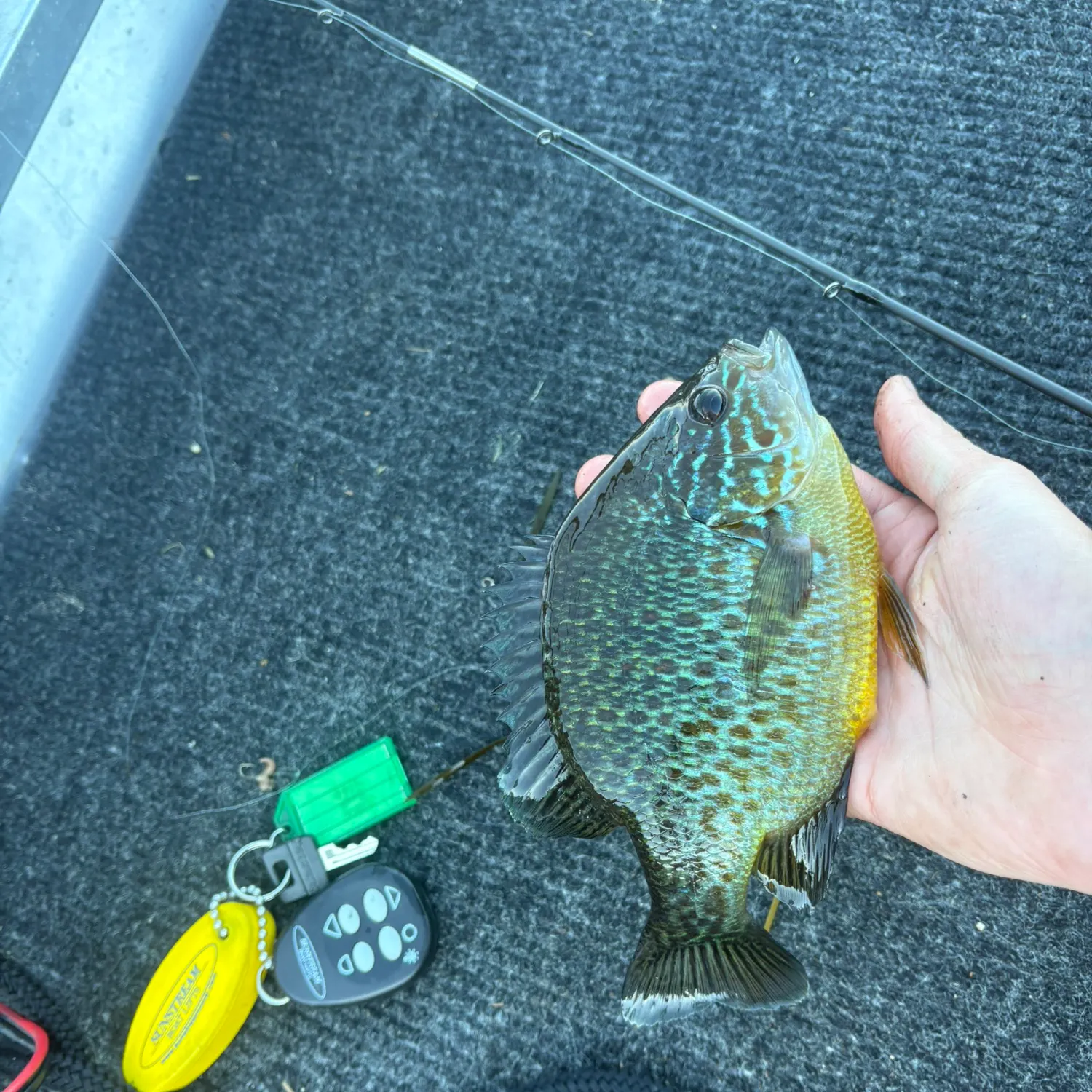 recently logged catches