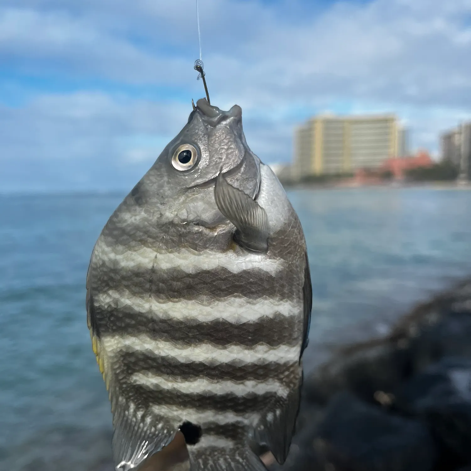 The most recent Blackspot sergeant catches on Fishbrain