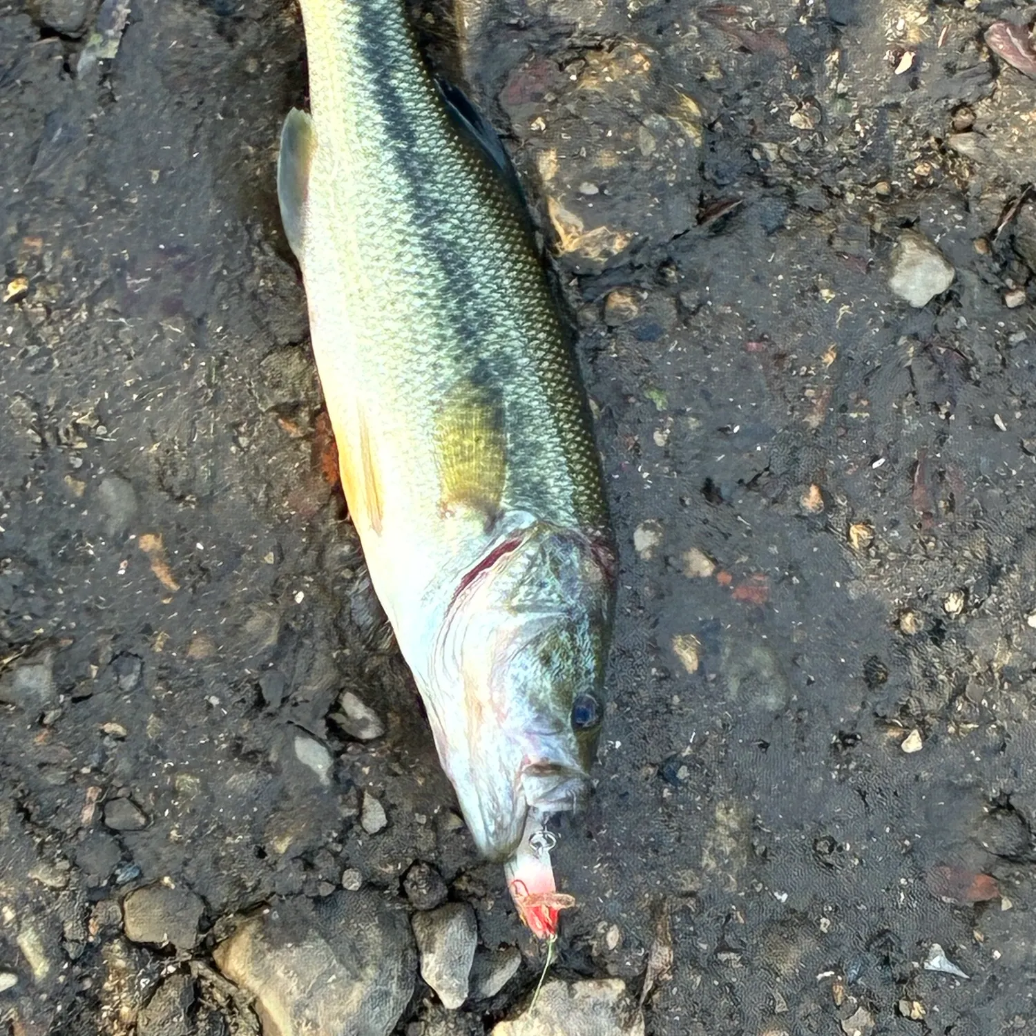 Largemouth bass caught on Fishbrain