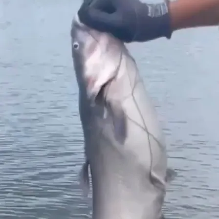 Blue catfish caught on Fishbrain