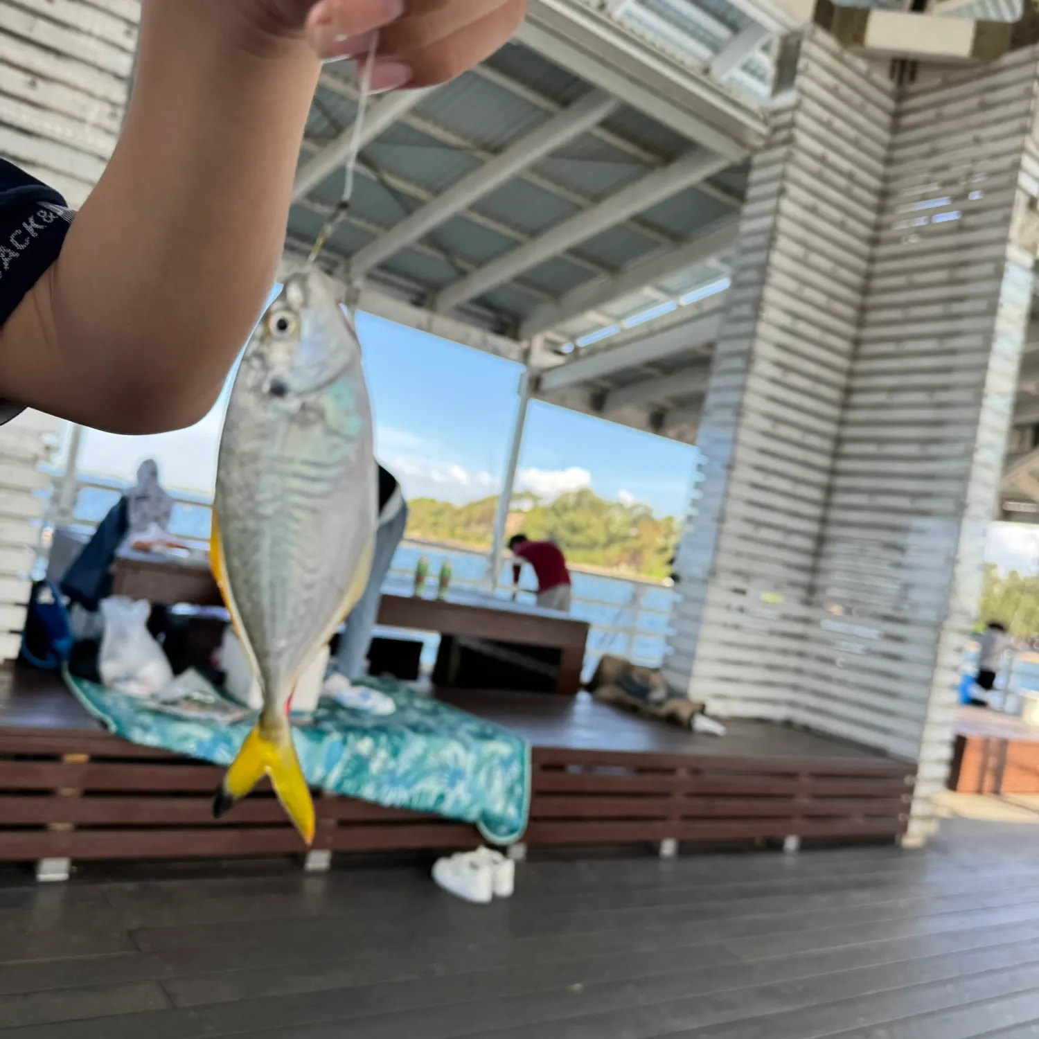 The most recent Yellowtail scad catches on Fishbrain