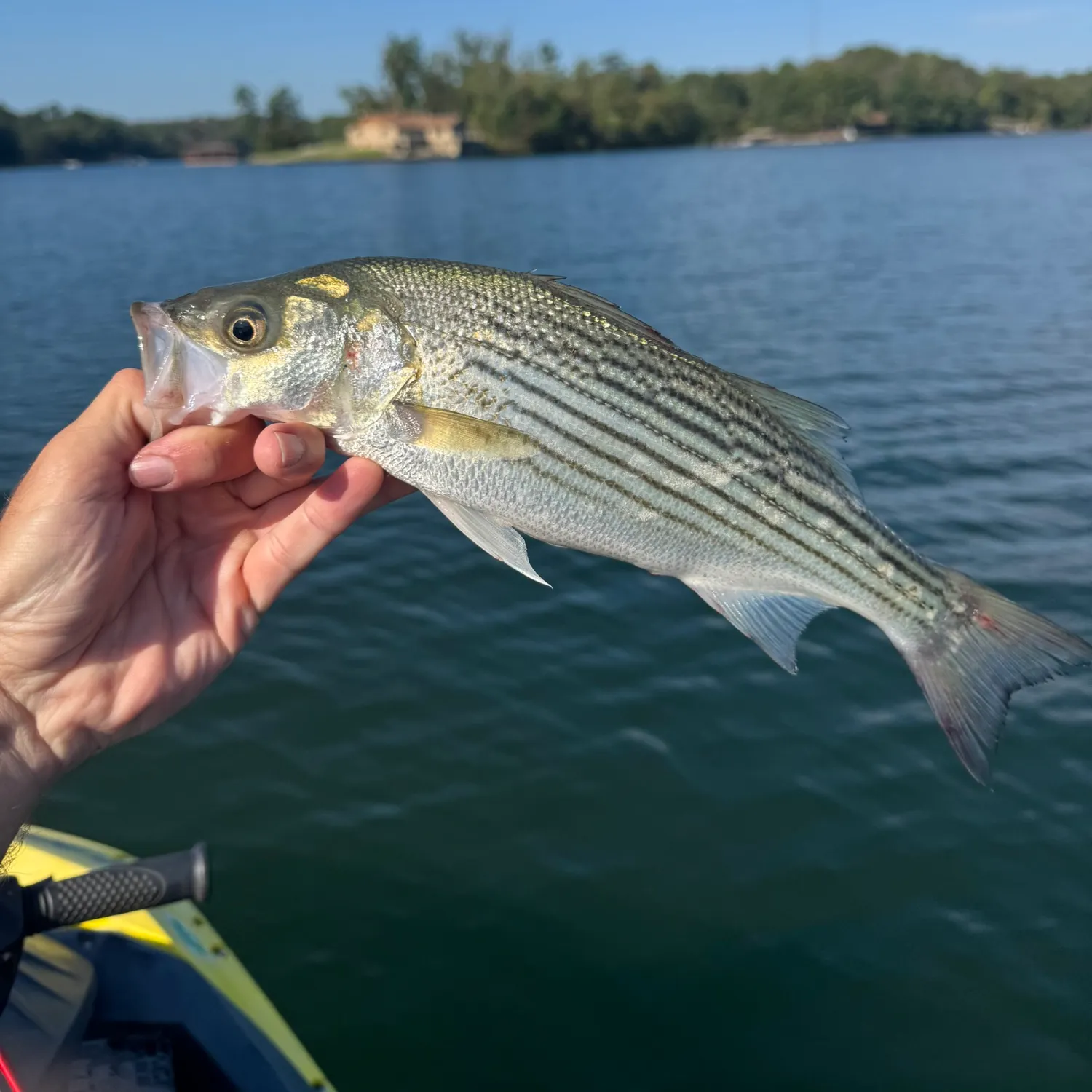 Striped bass caught on Fishbrain